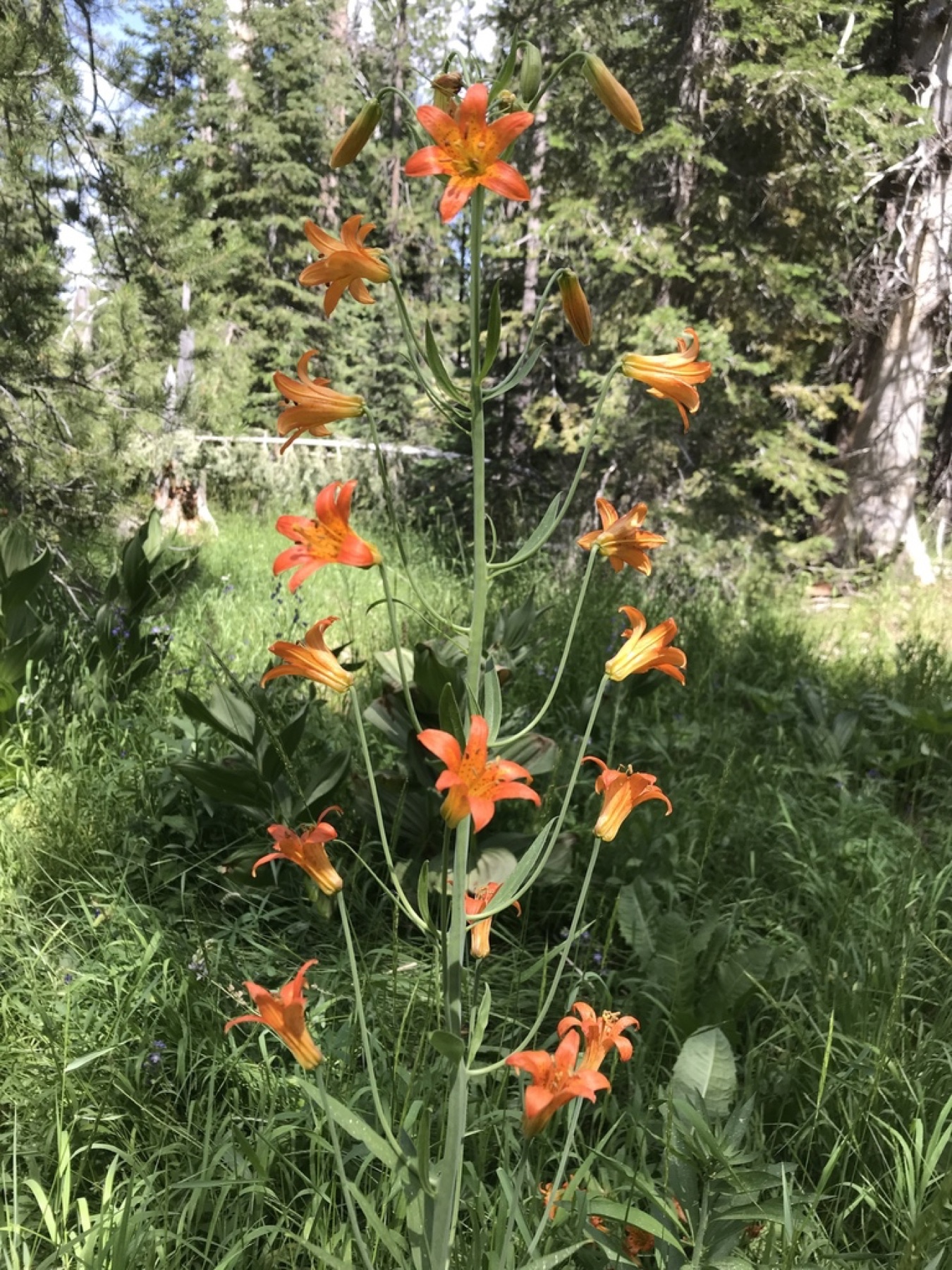 Sierra Tiger Lily