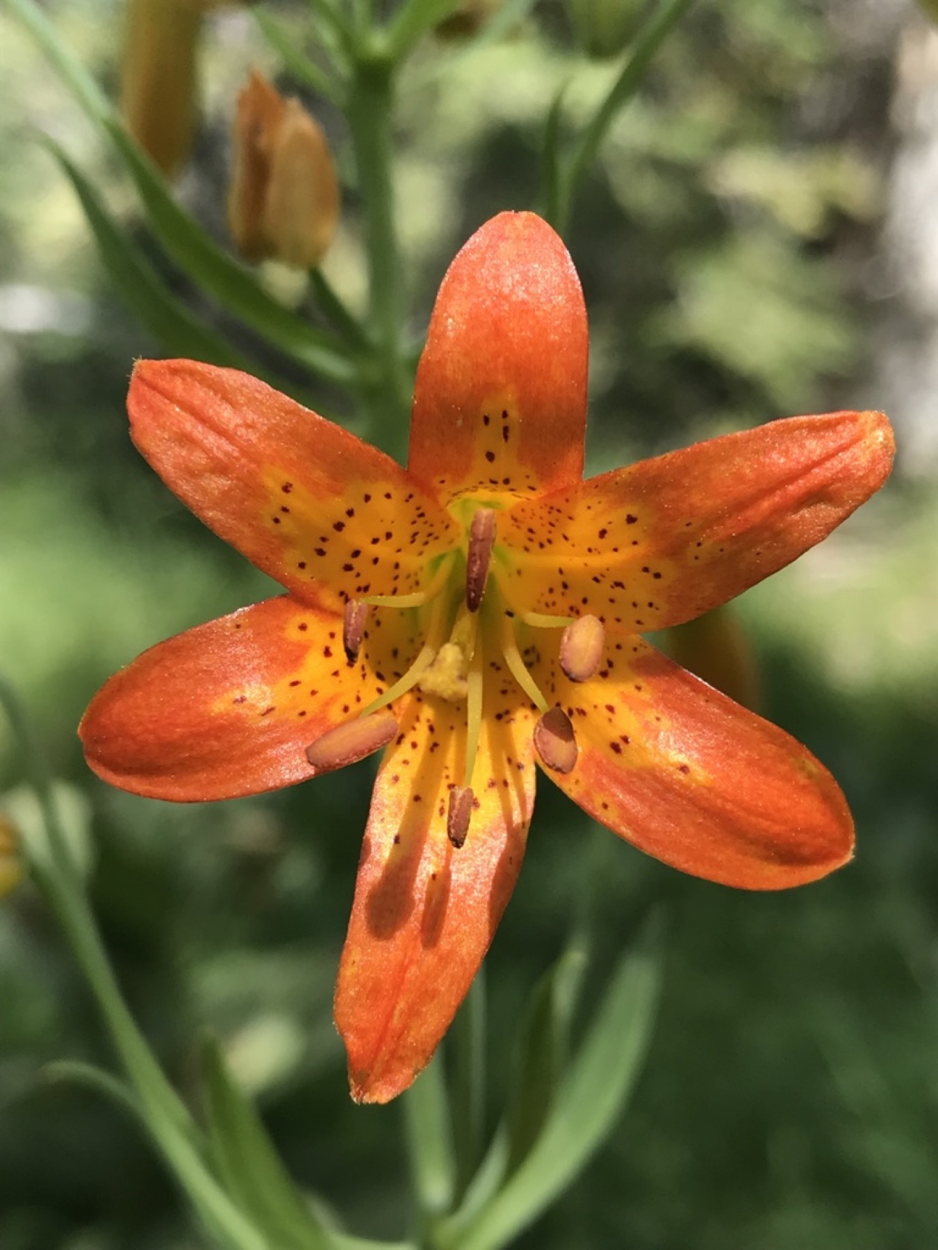 Sierra Tiger Lily — photo 2