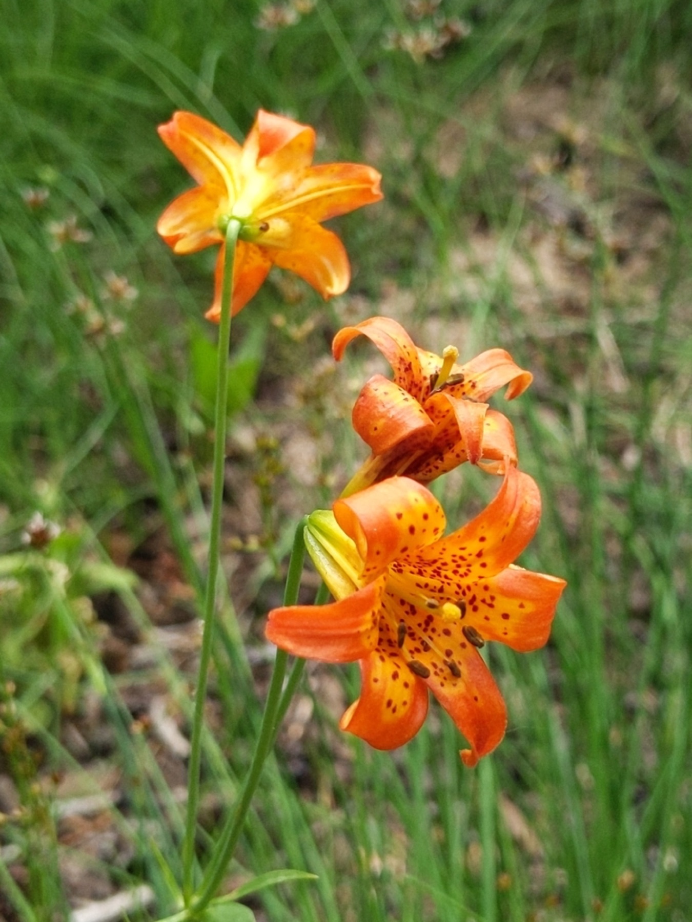 Sierra Tiger Lily — photo 3