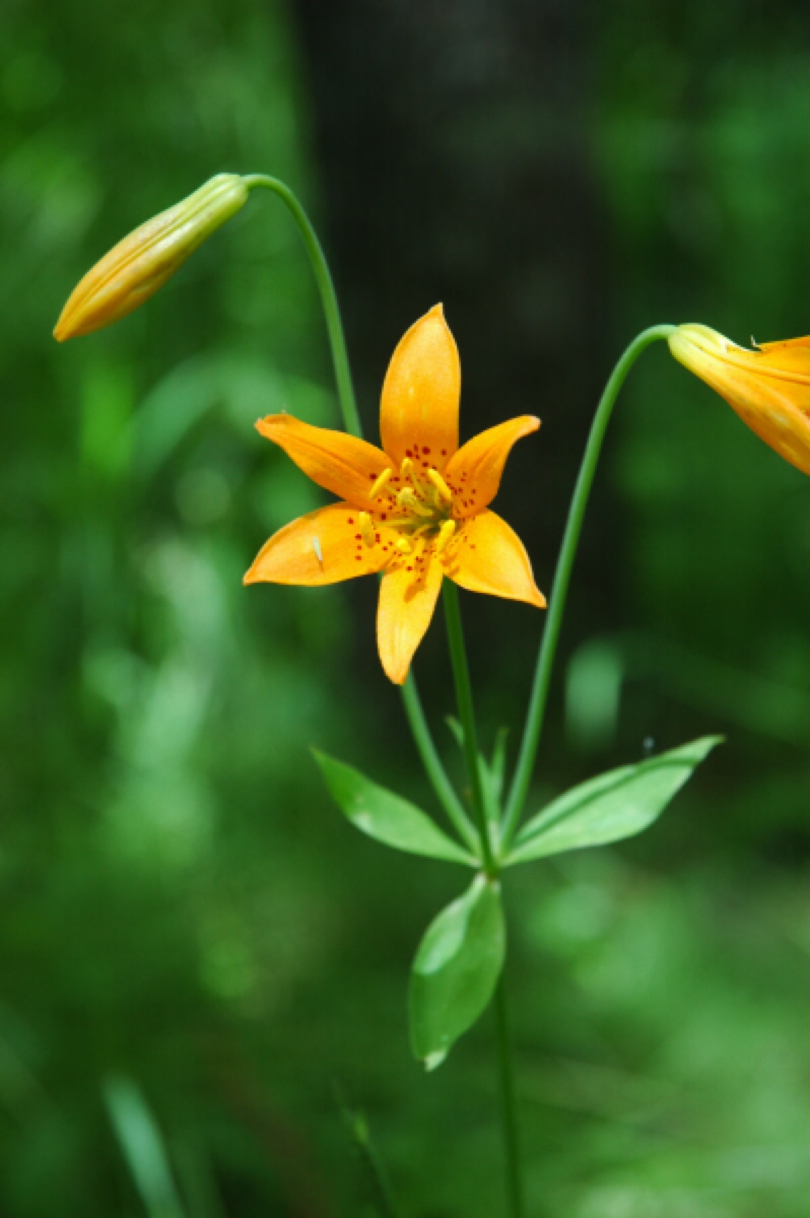 Sierra Tiger Lily