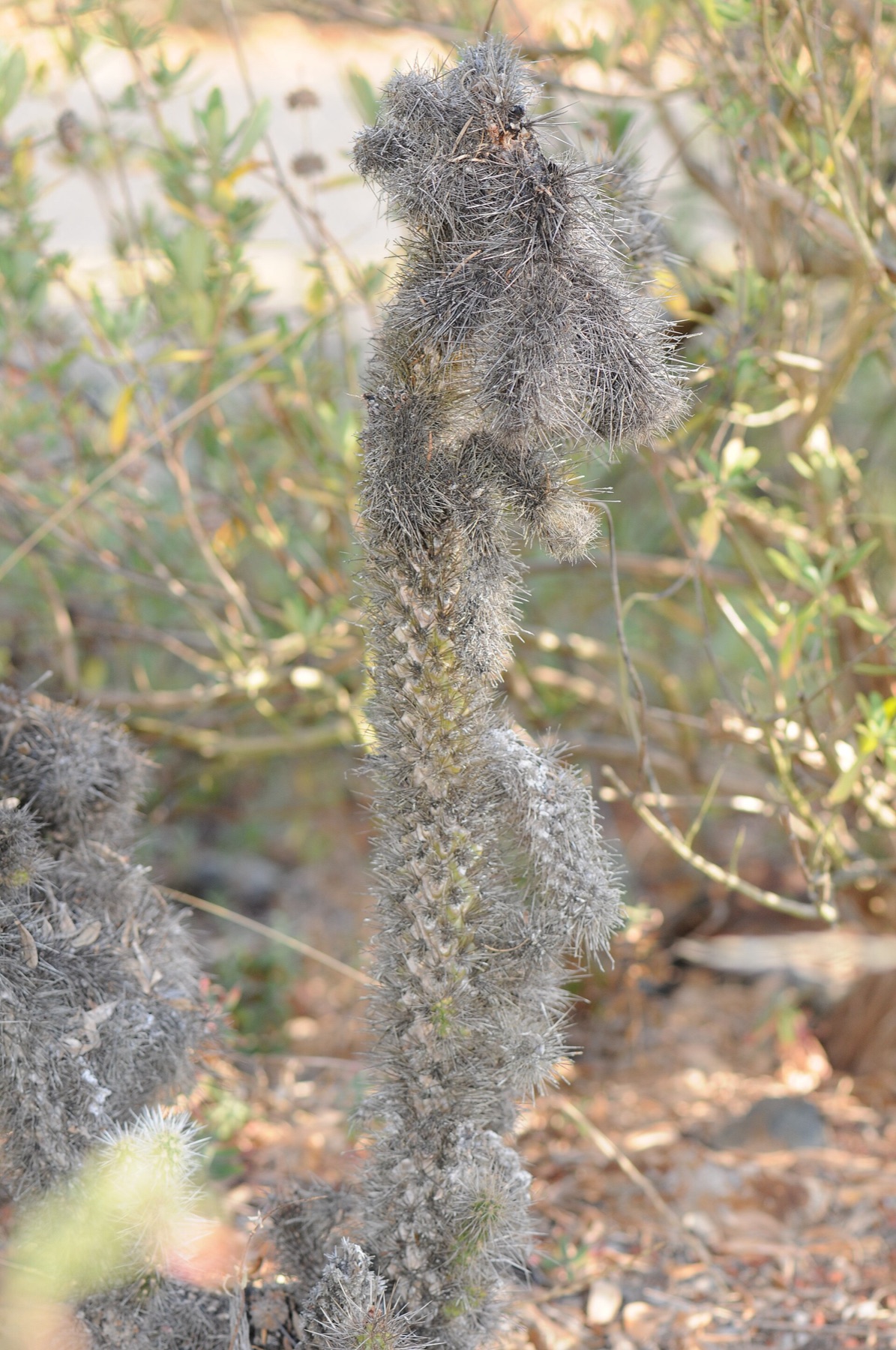 Silver Cholla — photo 6
