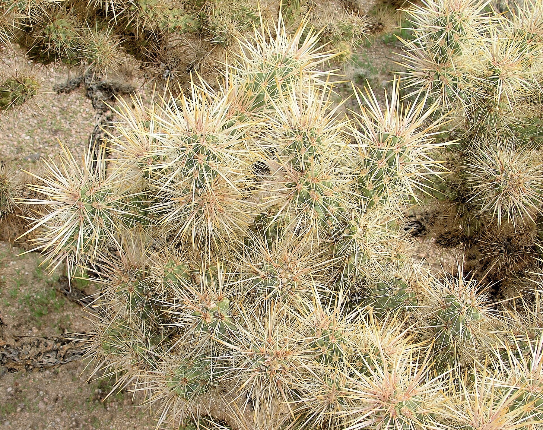 Silver Cholla — photo 7