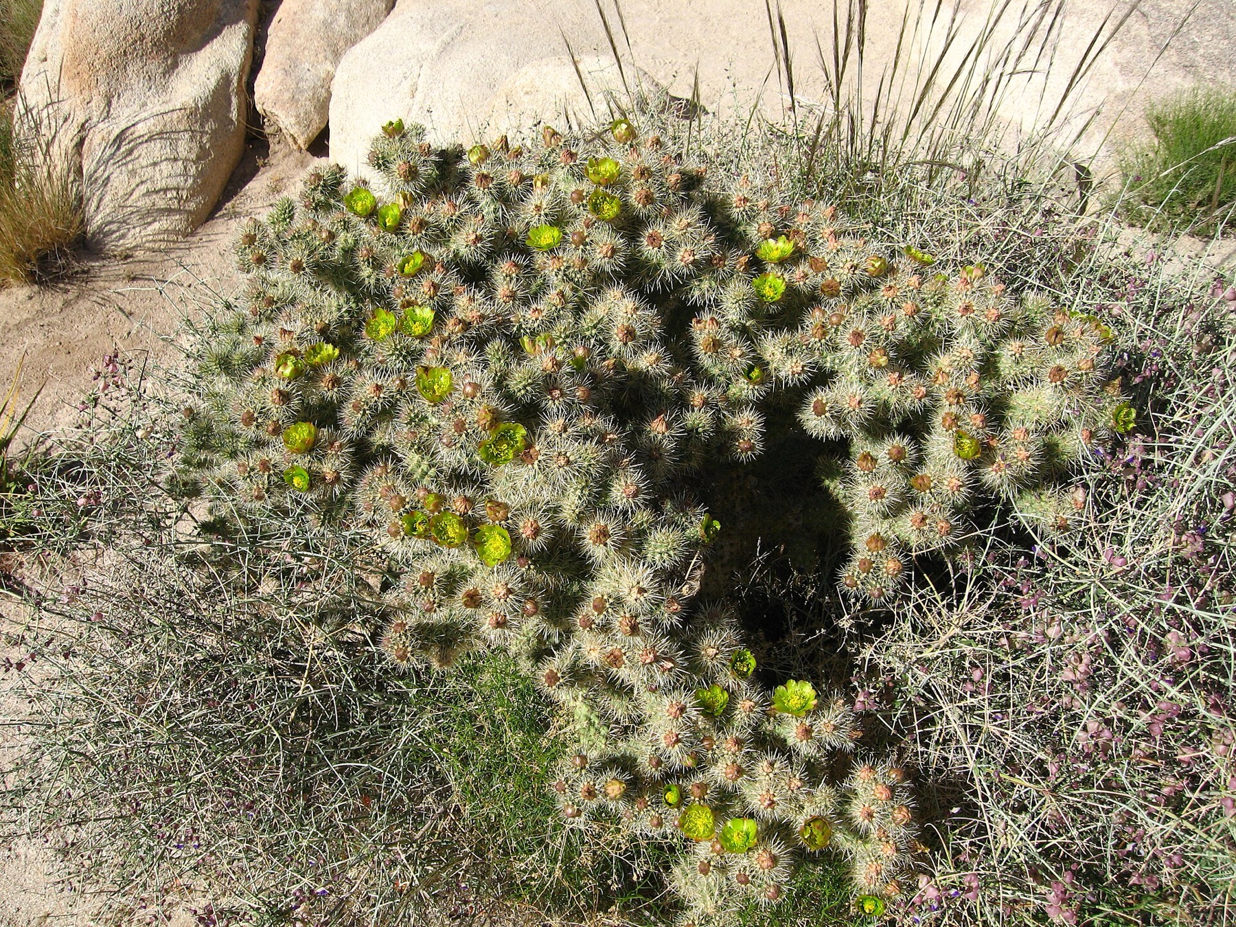 Silver Cholla — photo 8