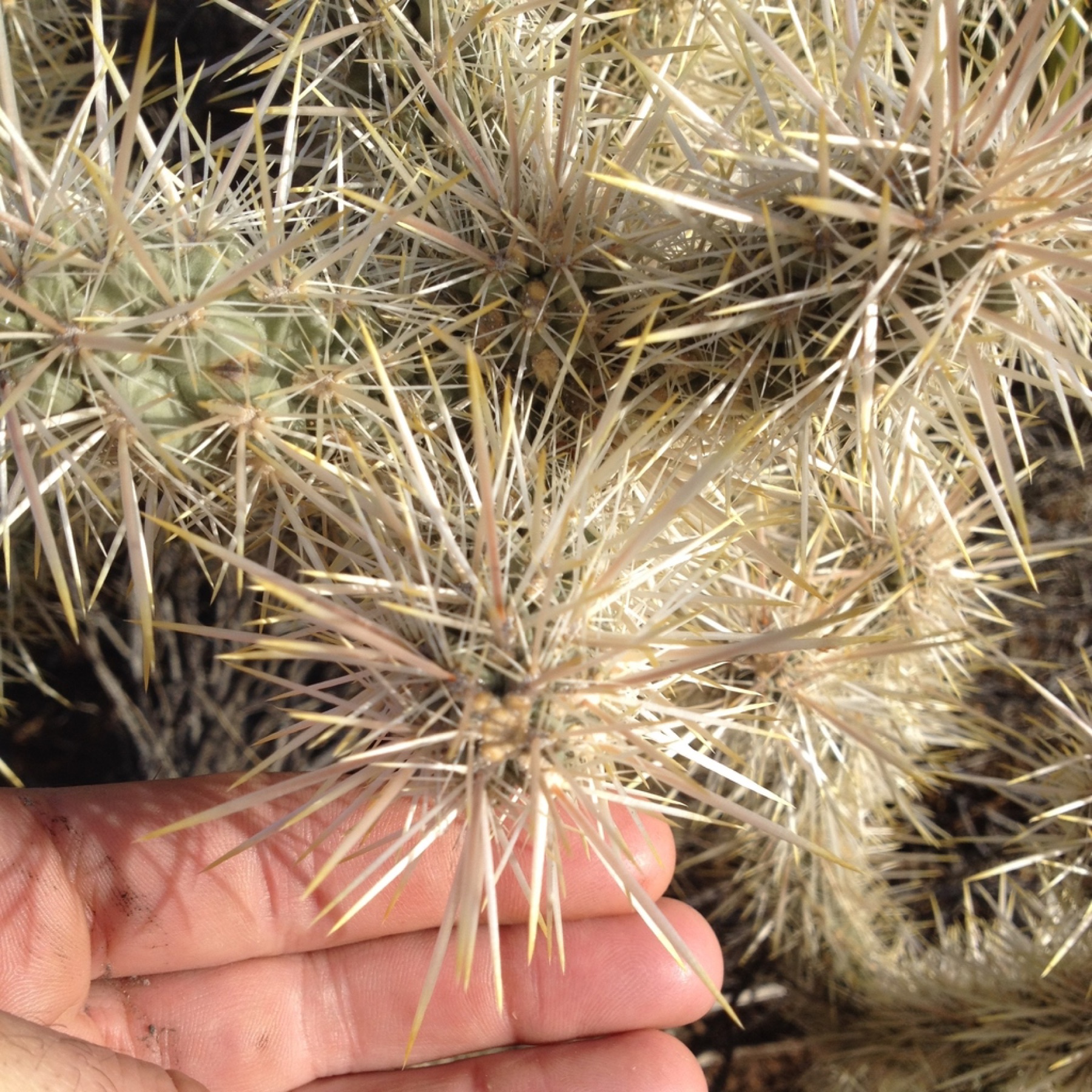 Silver Cholla — photo 9