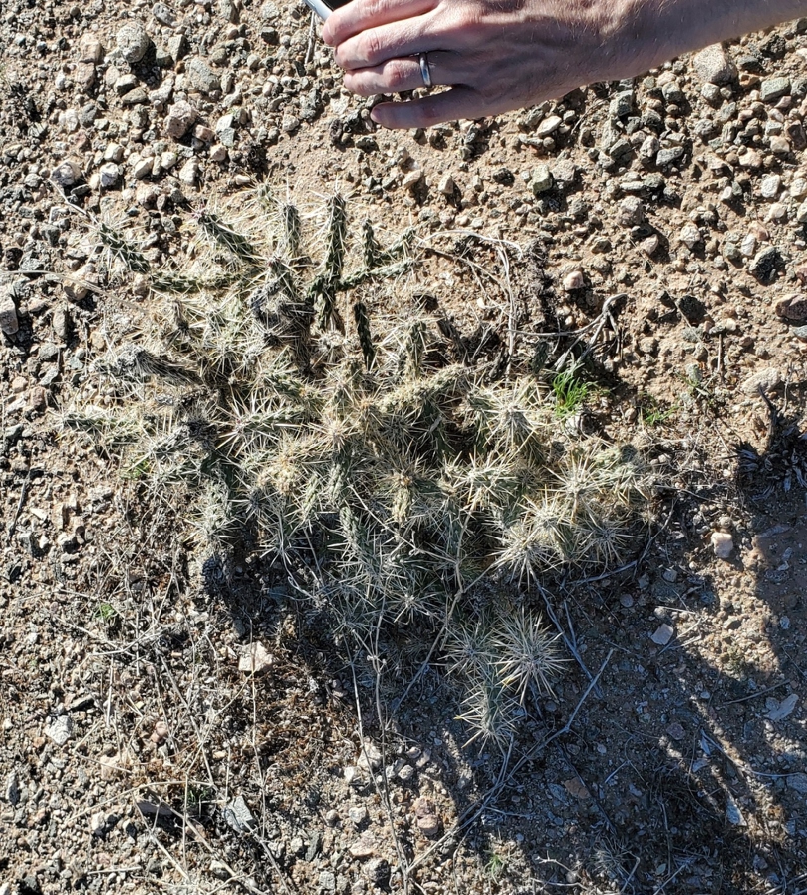 Silver Cholla — photo 10
