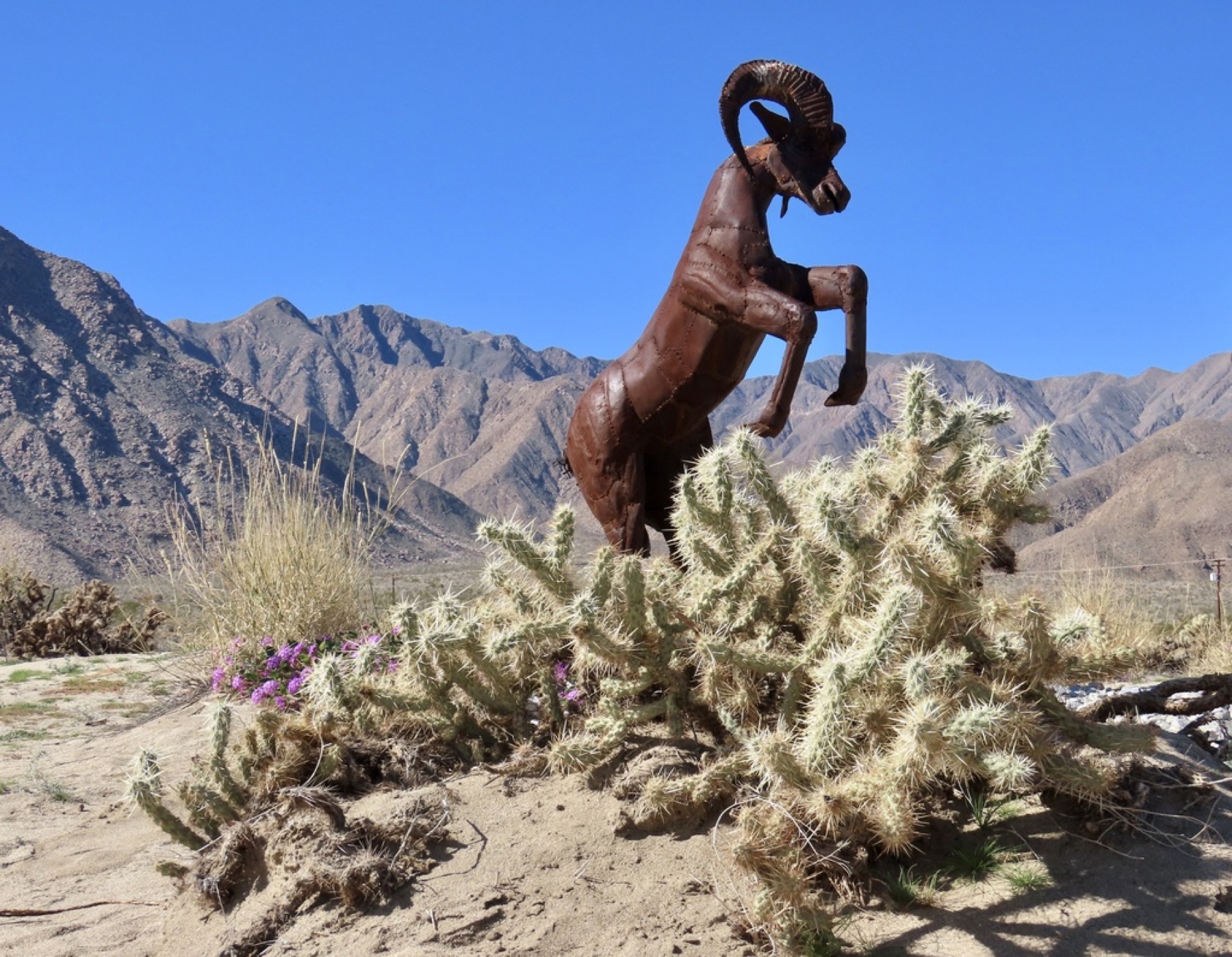 Silver Cholla — photo 11