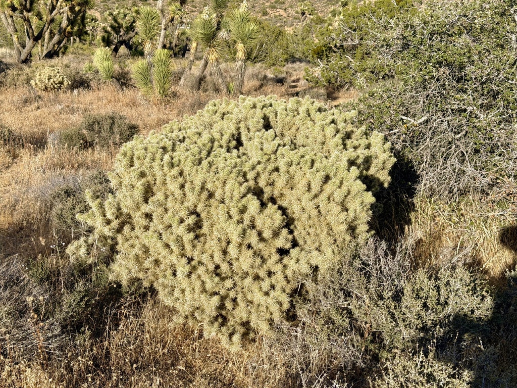 Silver Cholla — photo 12