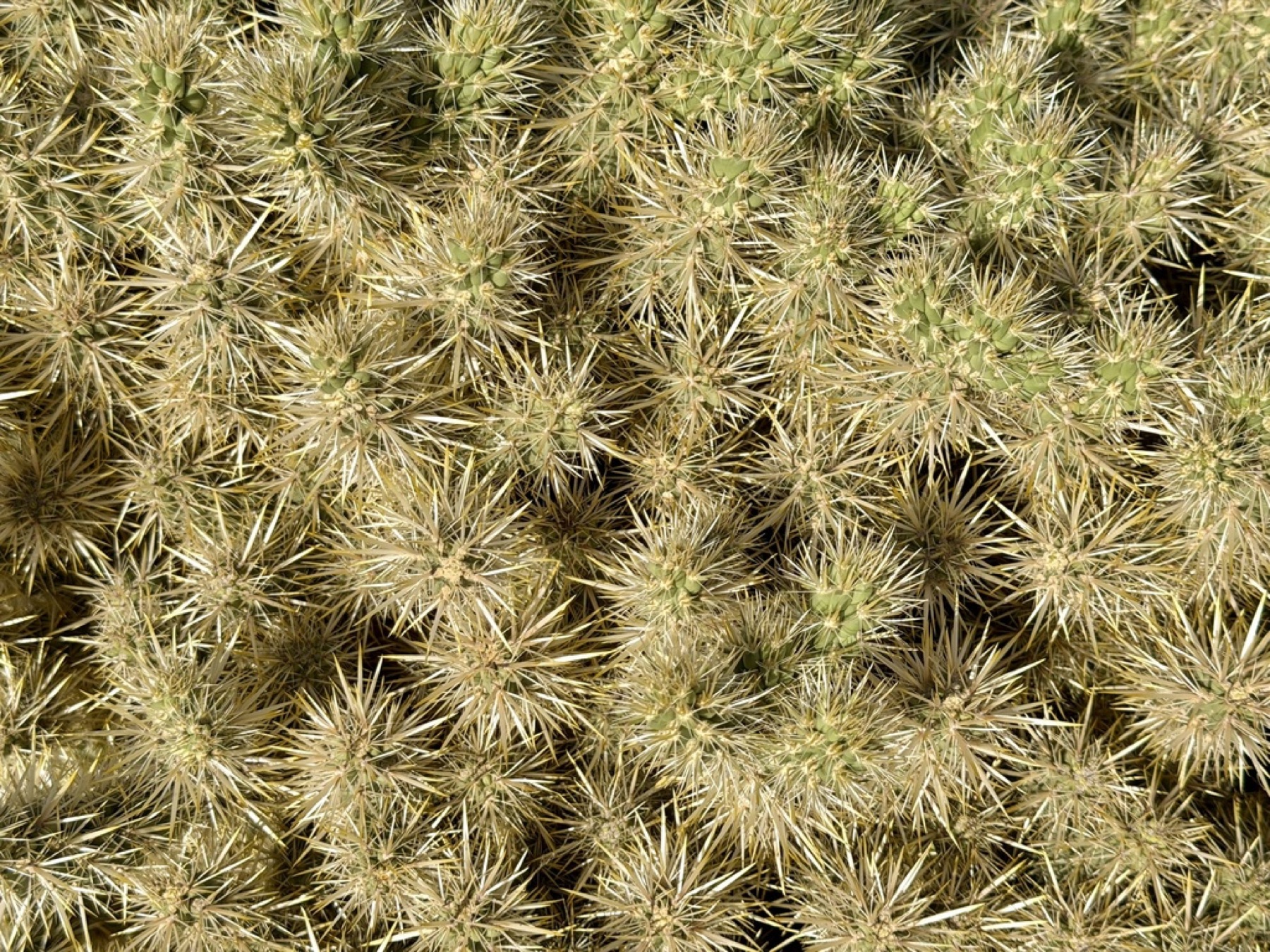 Silver Cholla — photo 13