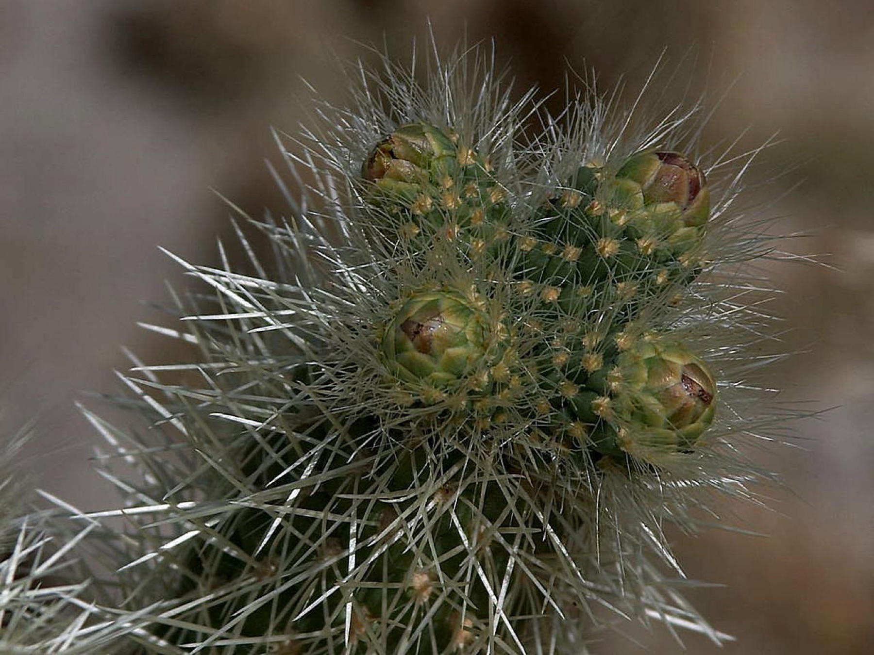 Silver Cholla — photo 14