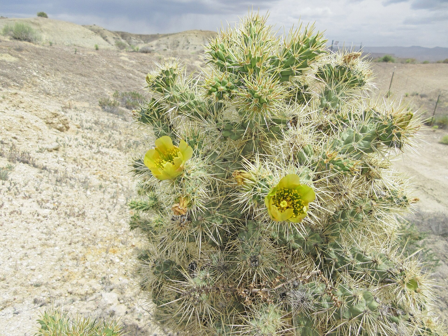 Silver Cholla — photo 15
