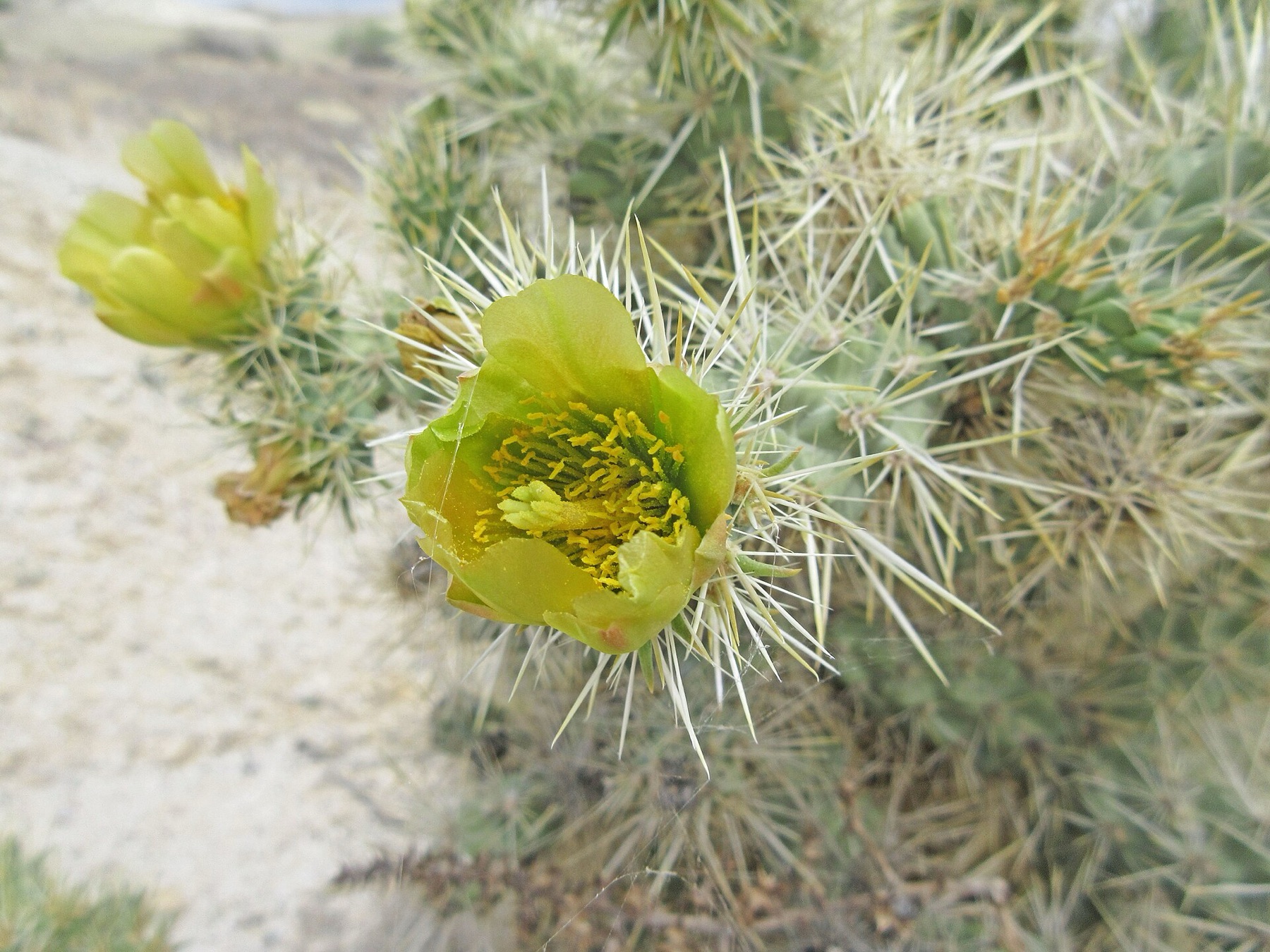 Silver Cholla — photo 16