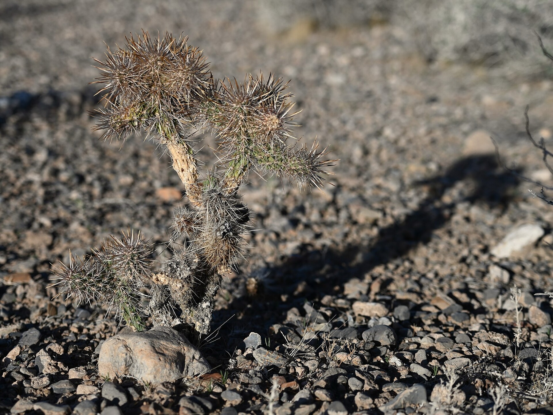 Silver Cholla — photo 17