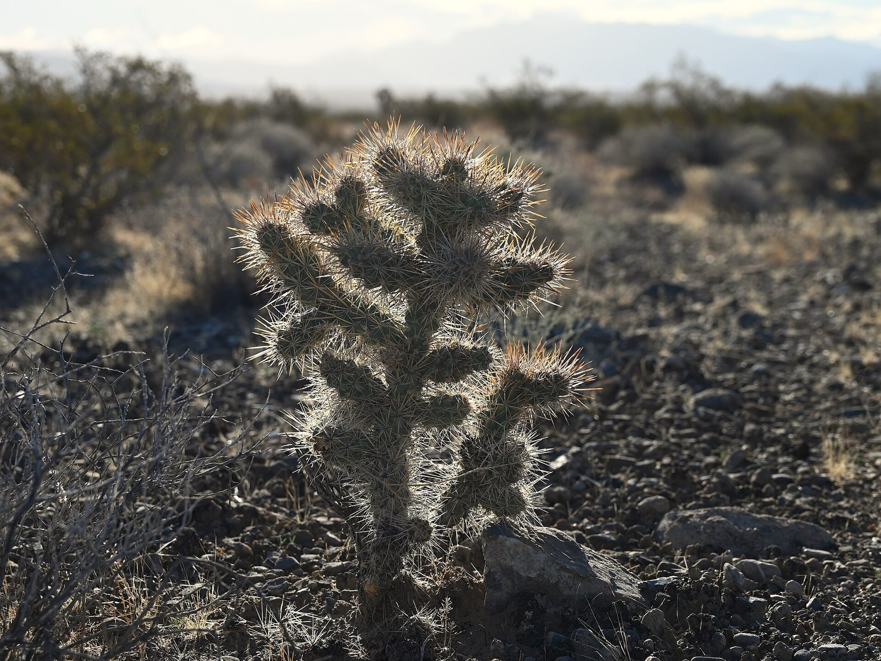 Silver Cholla — photo 18