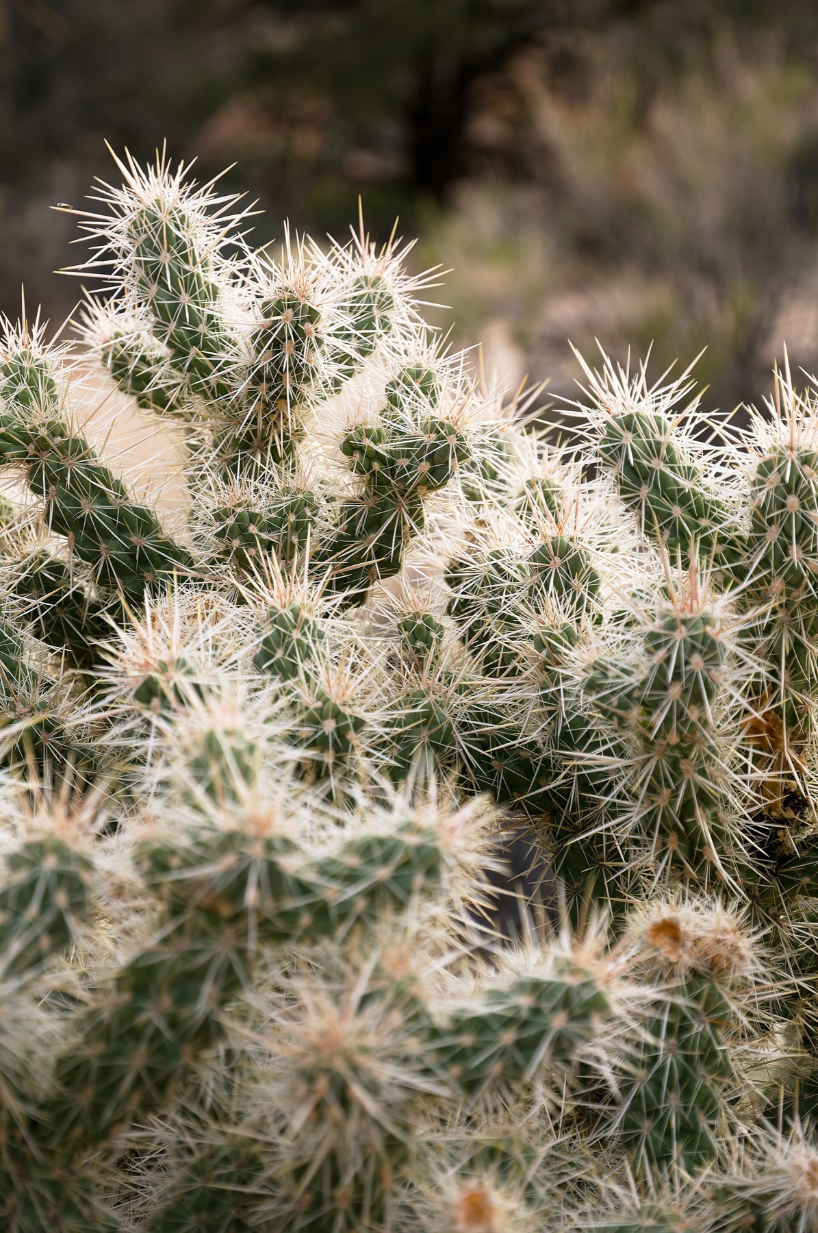 Silver Cholla — photo 20