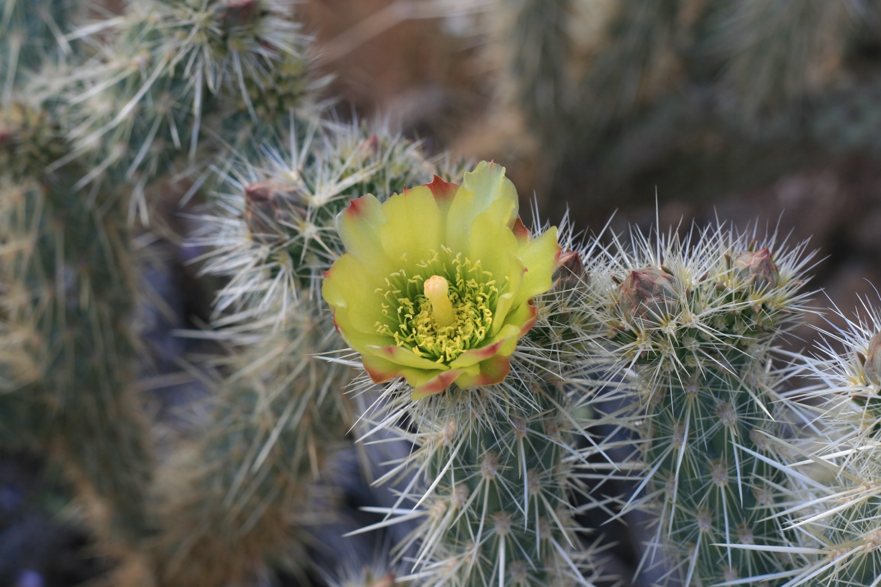 Silver Cholla — photo 21