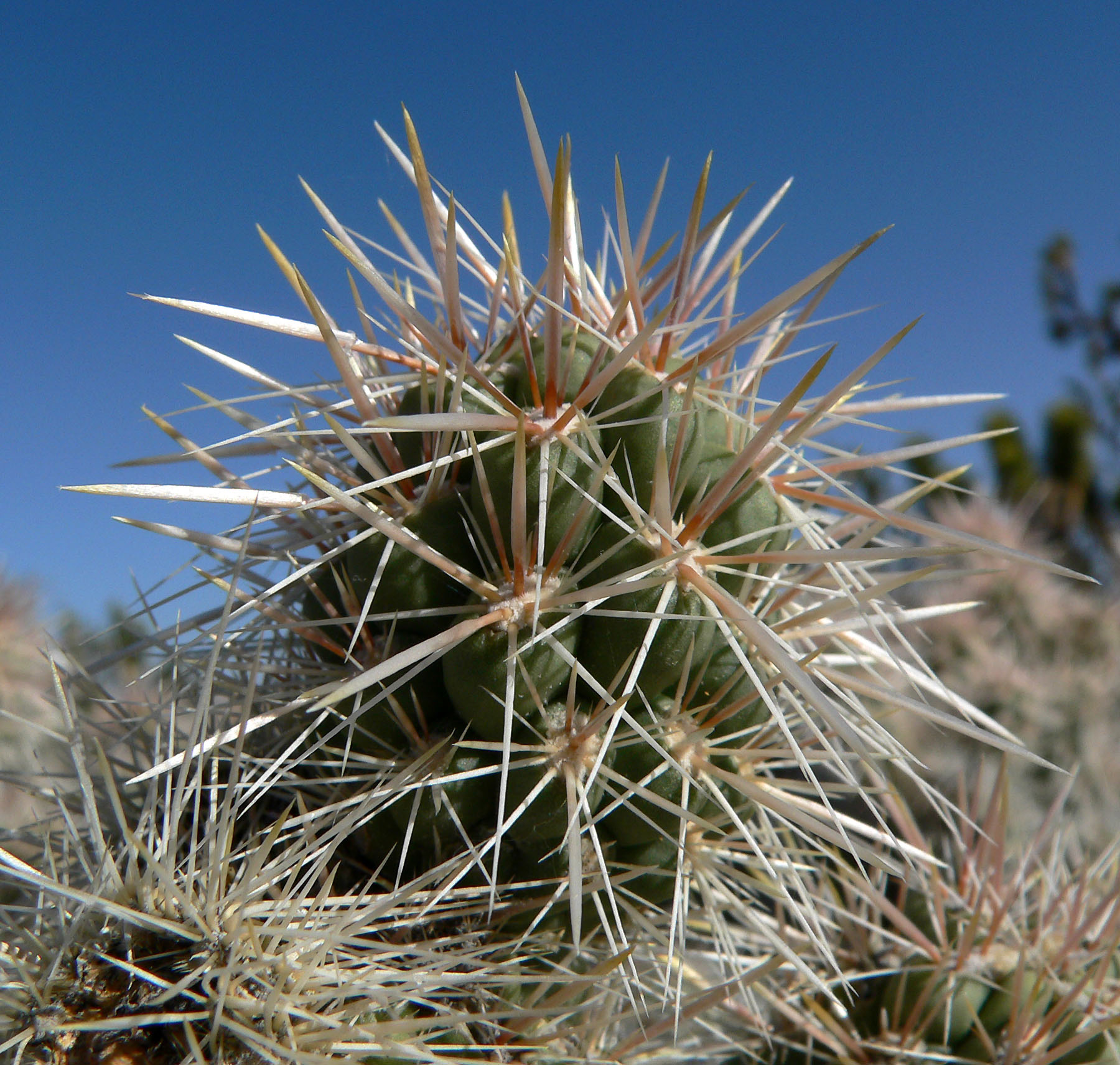 Silver Cholla — photo 22