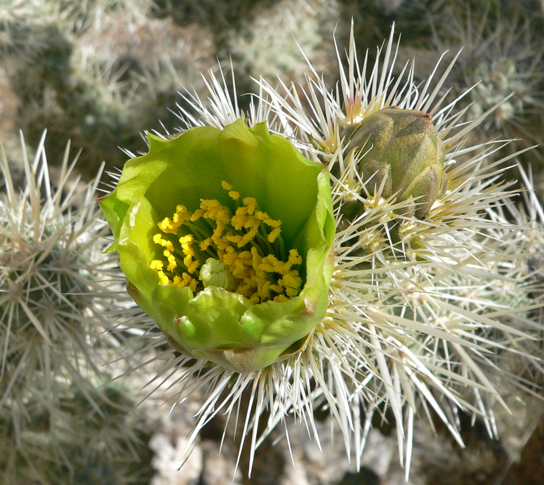Silver Cholla — photo 23