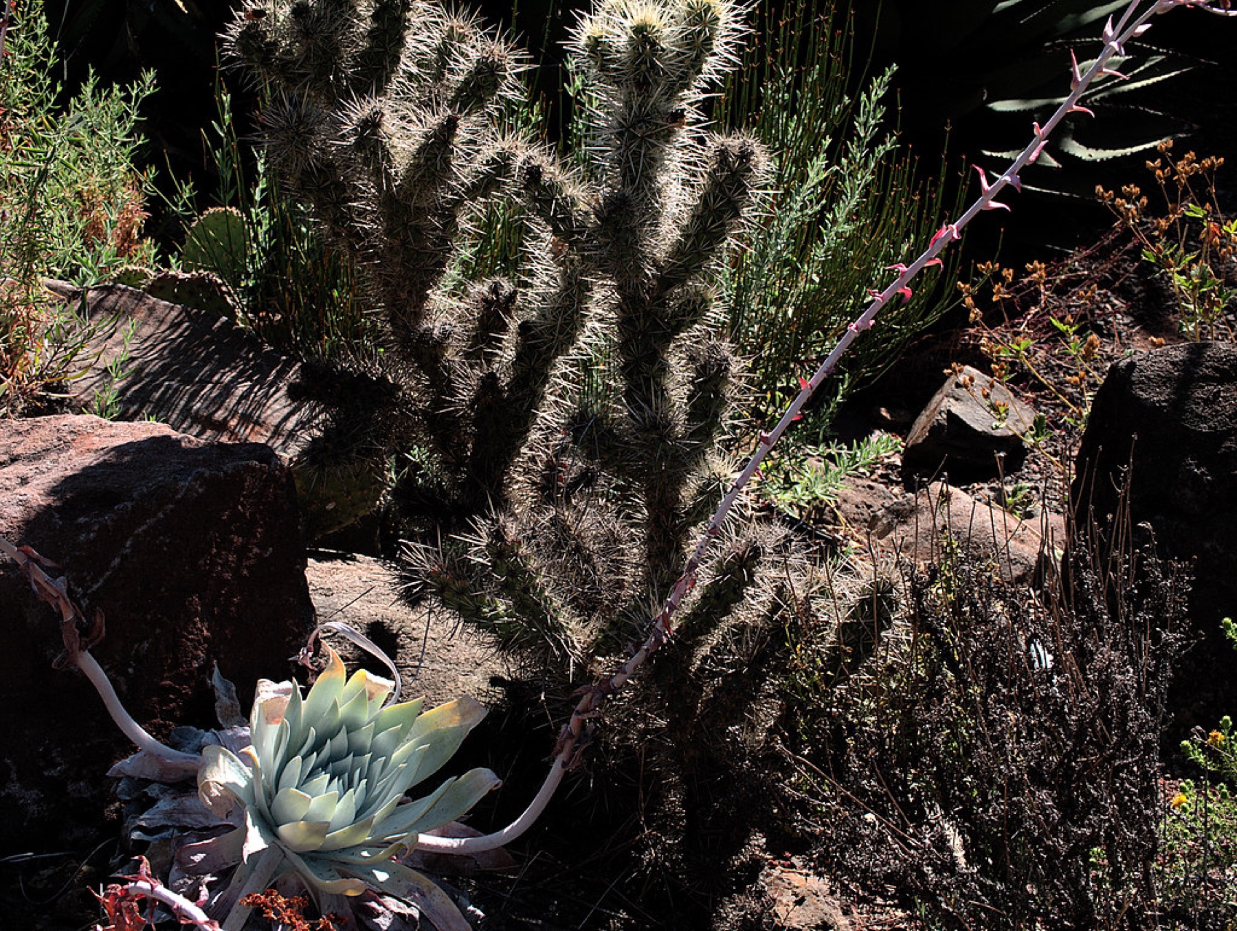 Silver Cholla — photo 24