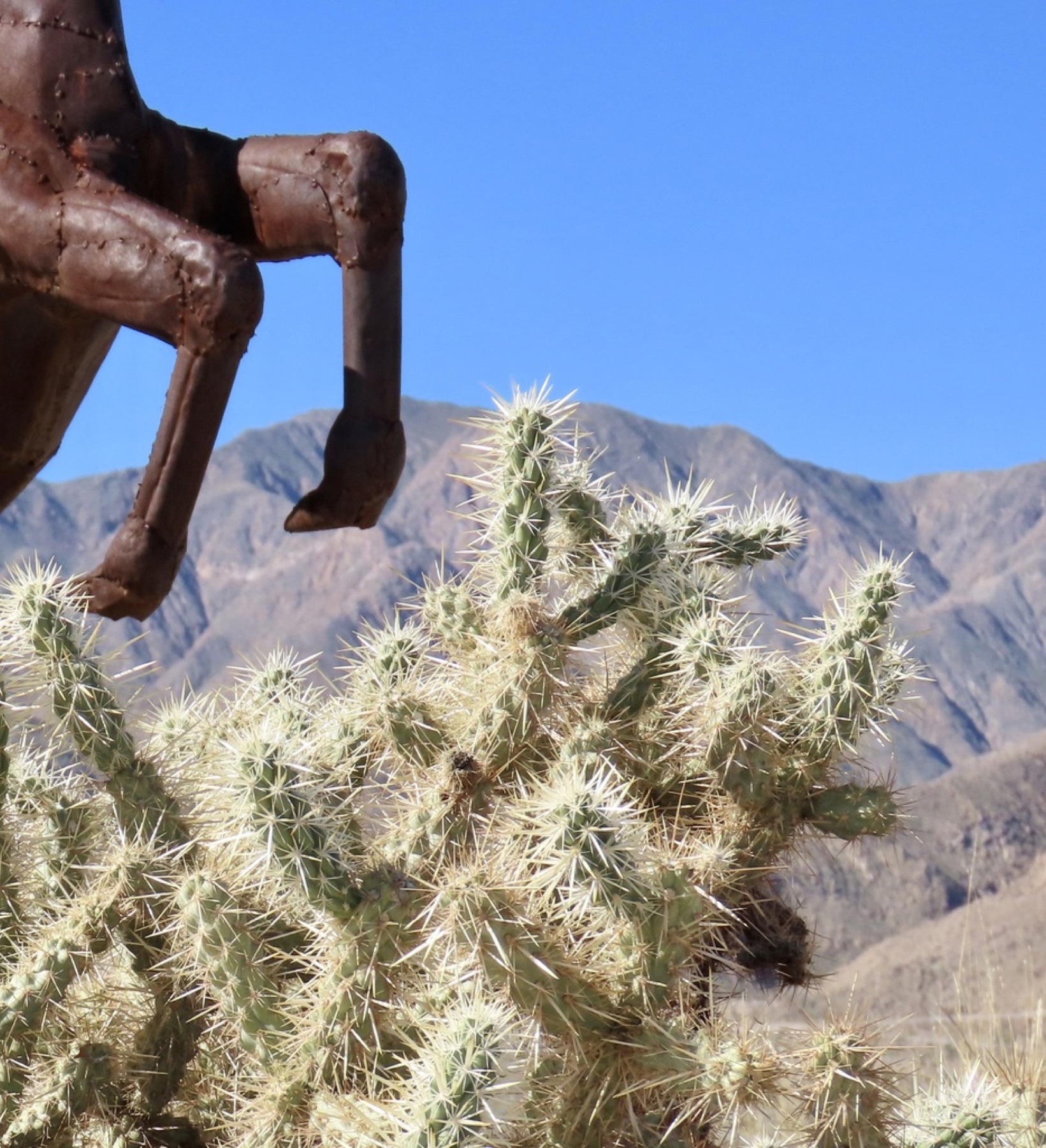 Silver Cholla