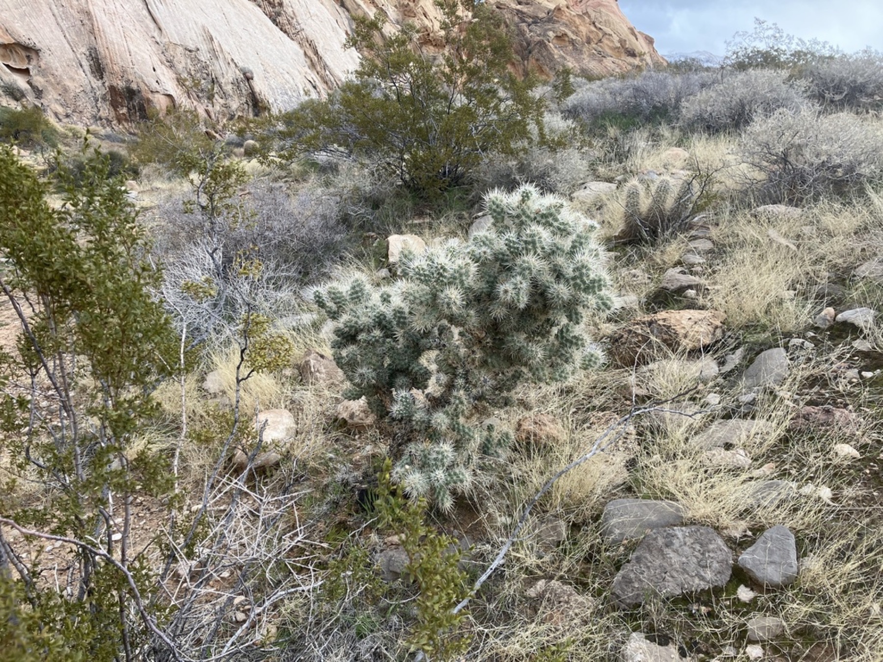 Silver Cholla — photo 2