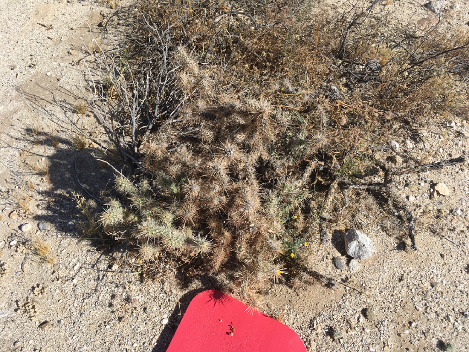 Silver Cholla — photo 3