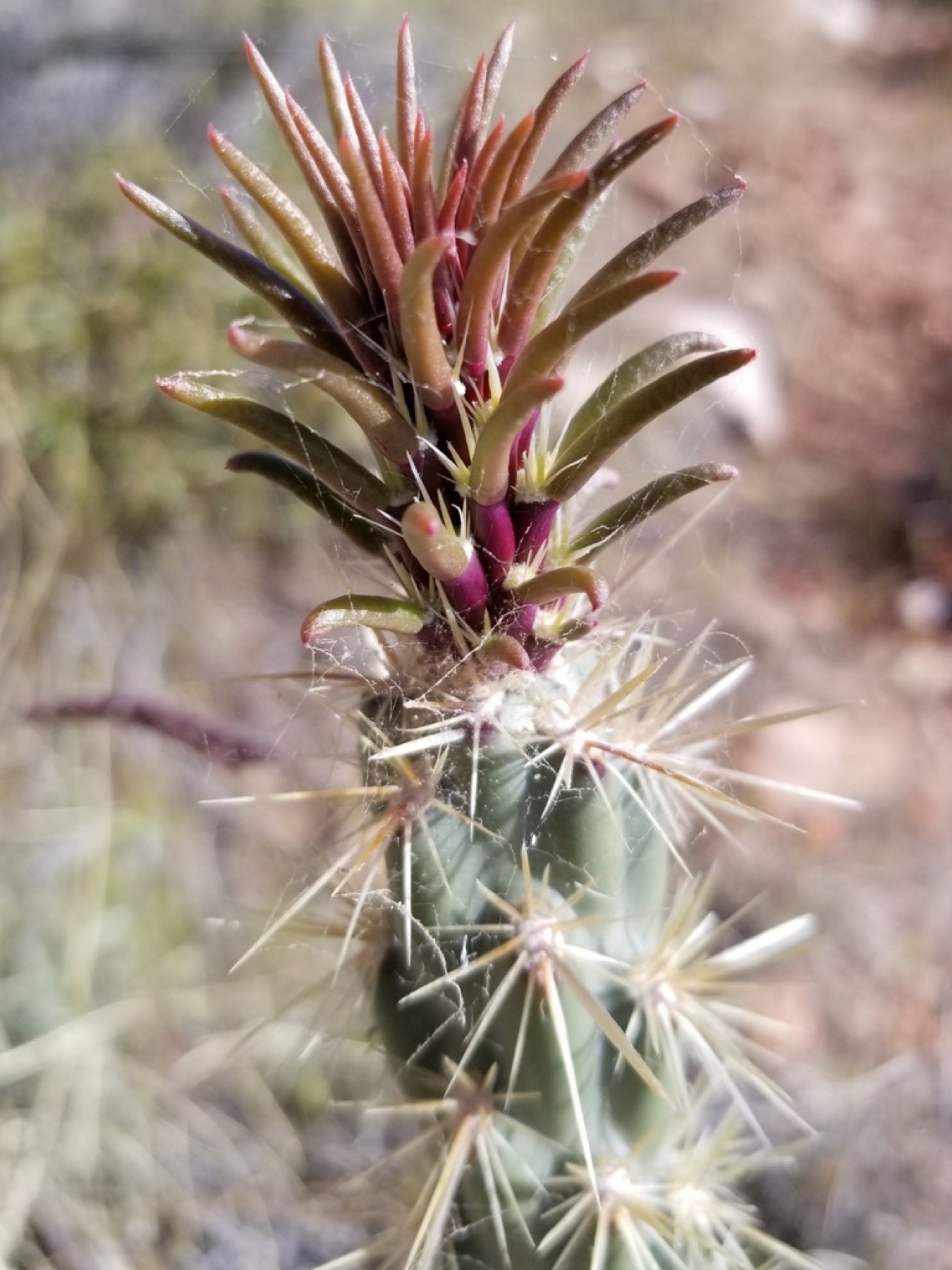 Silver Cholla — photo 4