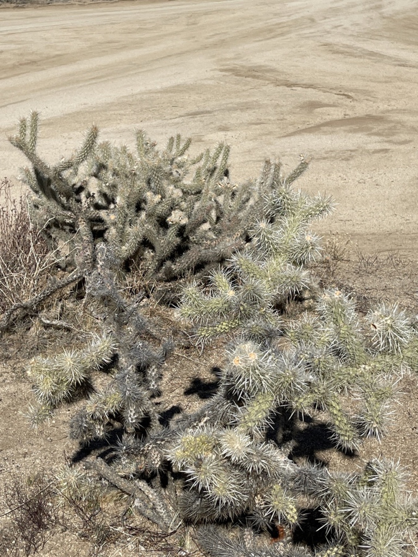 Silver Cholla — photo 5