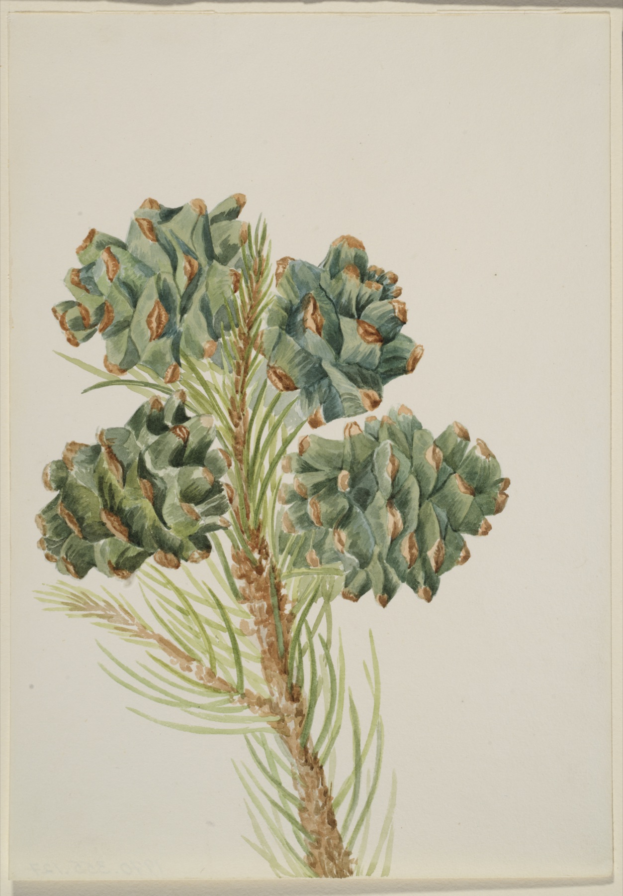 Single-leaf Pinyon — photo 6
