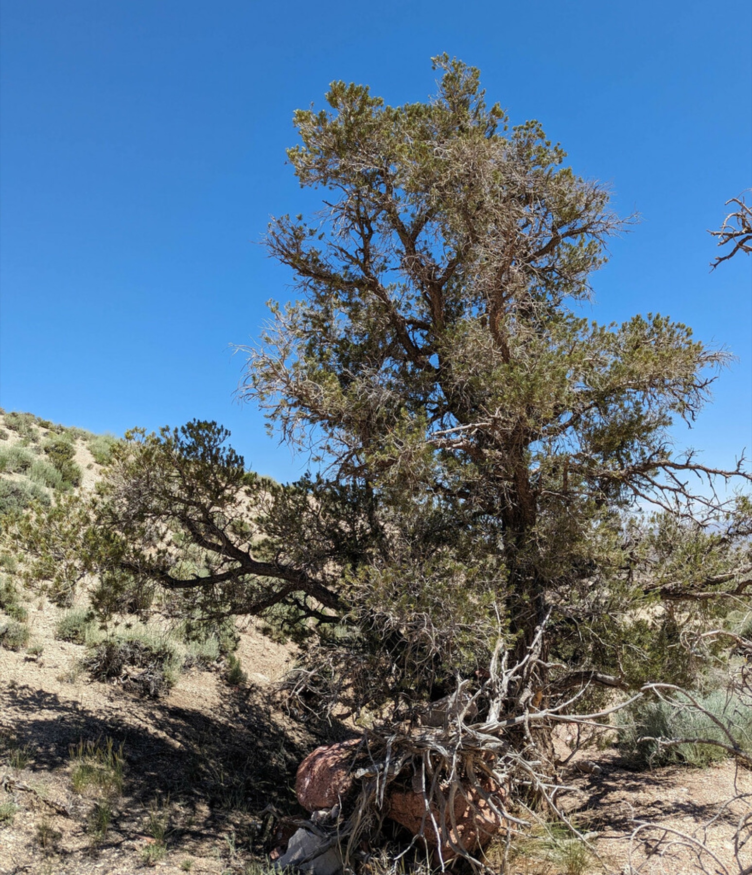 Single-leaf Pinyon — photo 7