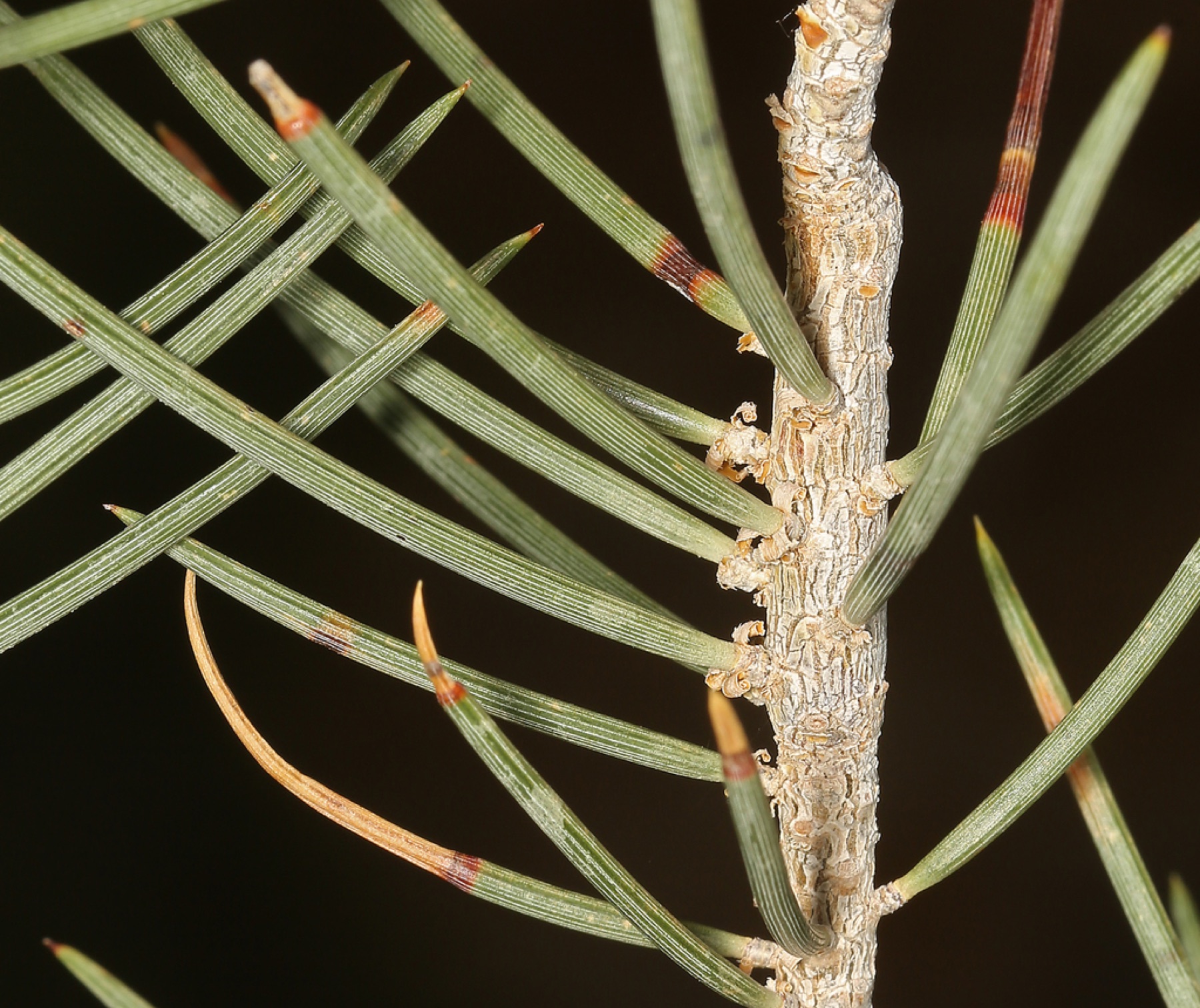 Single-leaf Pinyon — photo 8