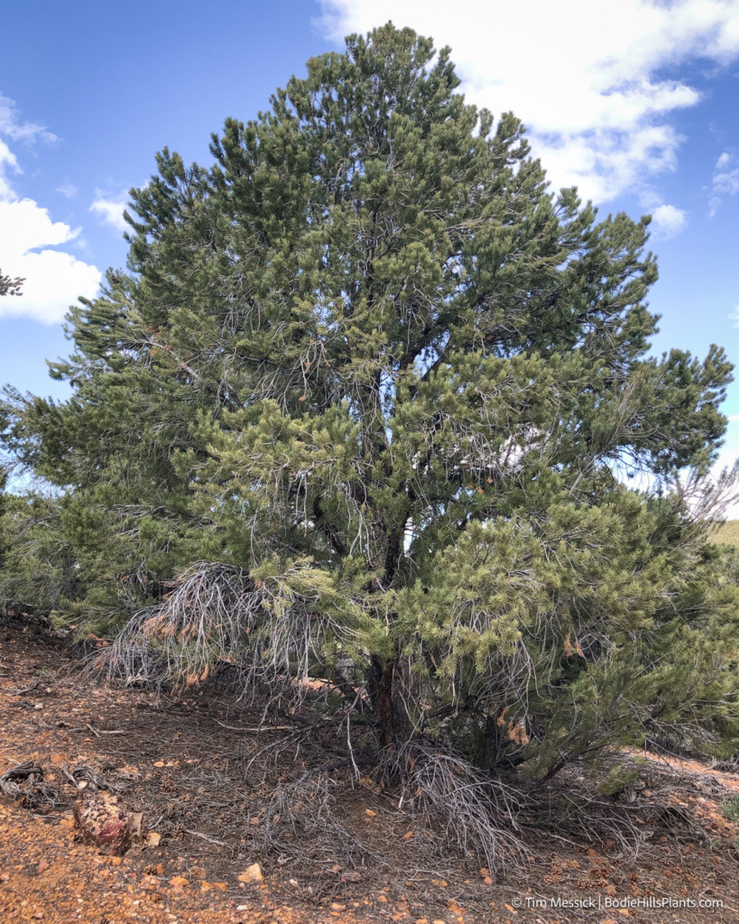 Single-leaf Pinyon — photo 9