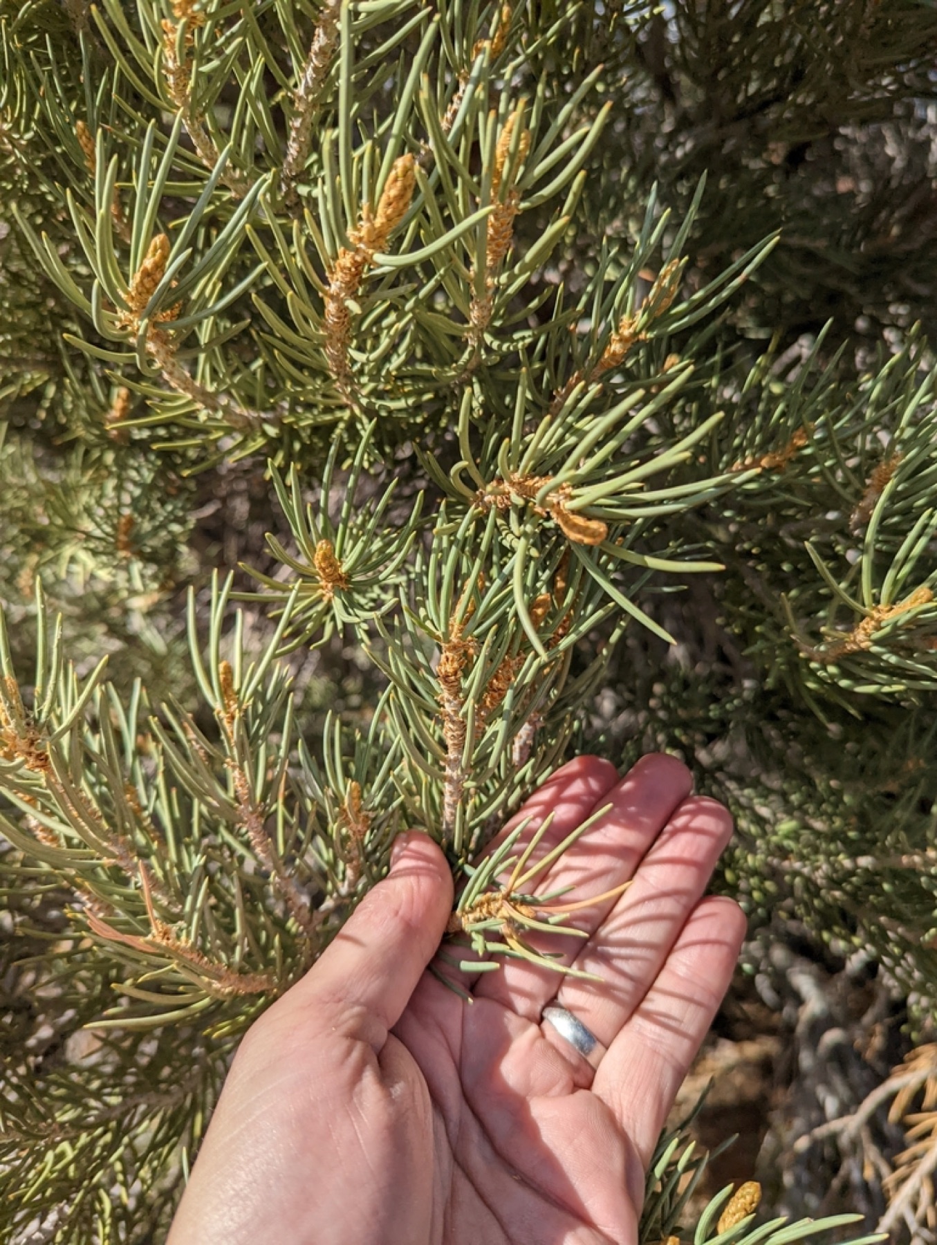 Single-leaf Pinyon — photo 10