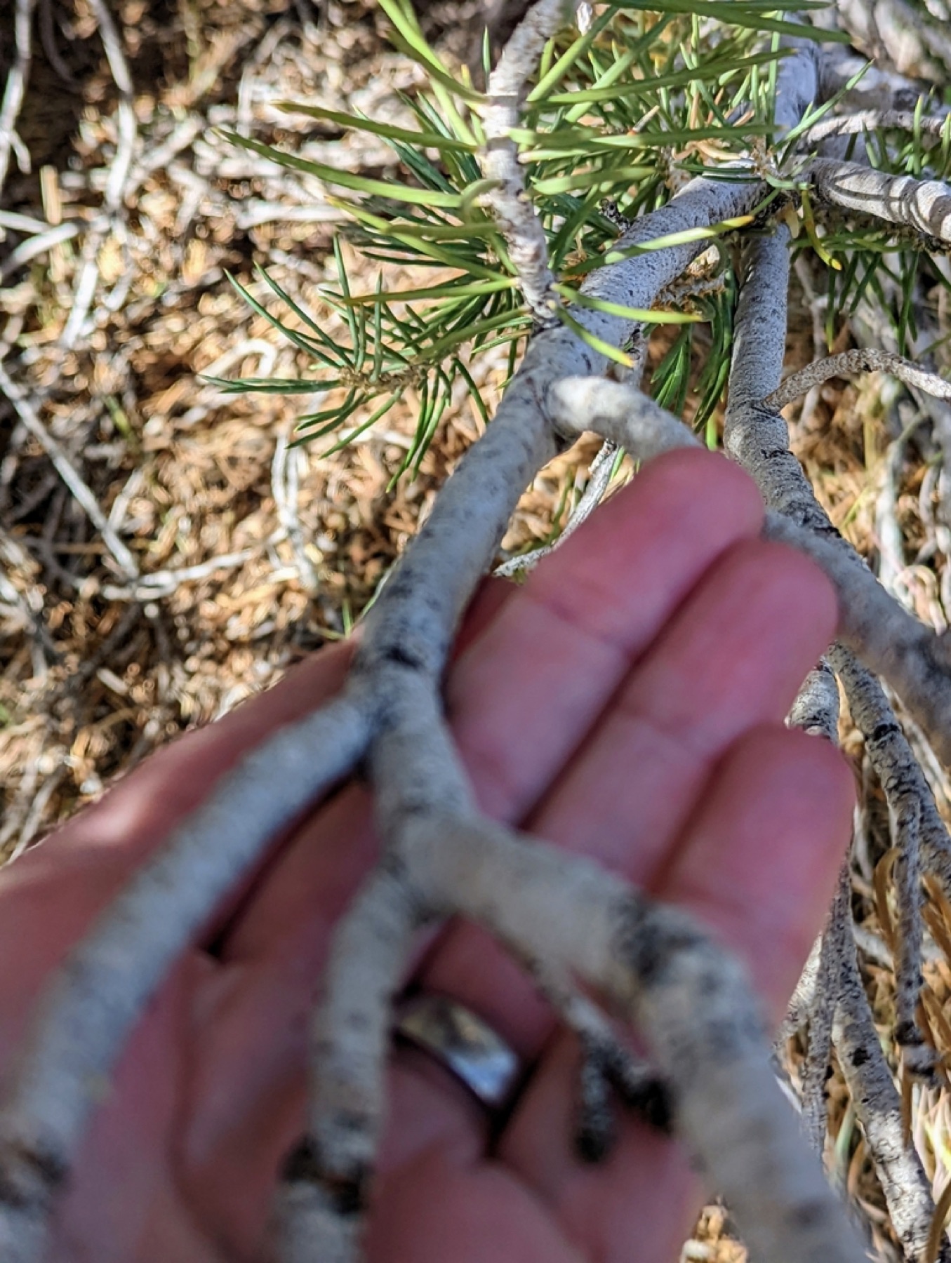 Single-leaf Pinyon — photo 11