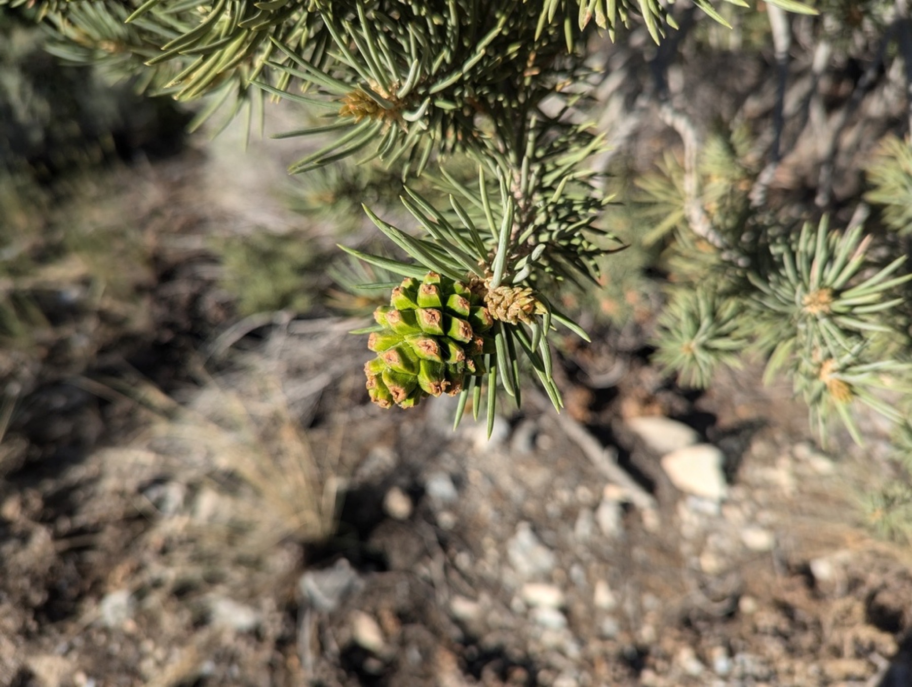 Single-leaf Pinyon — photo 12