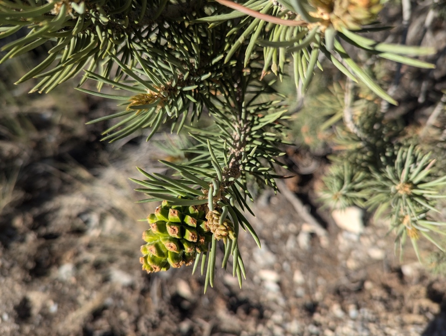 Single-leaf Pinyon — photo 13