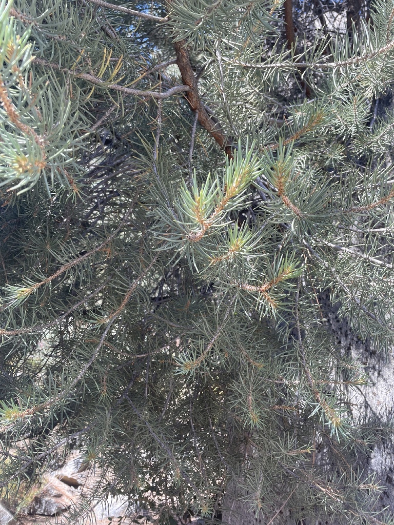 Single-leaf Pinyon — photo 14