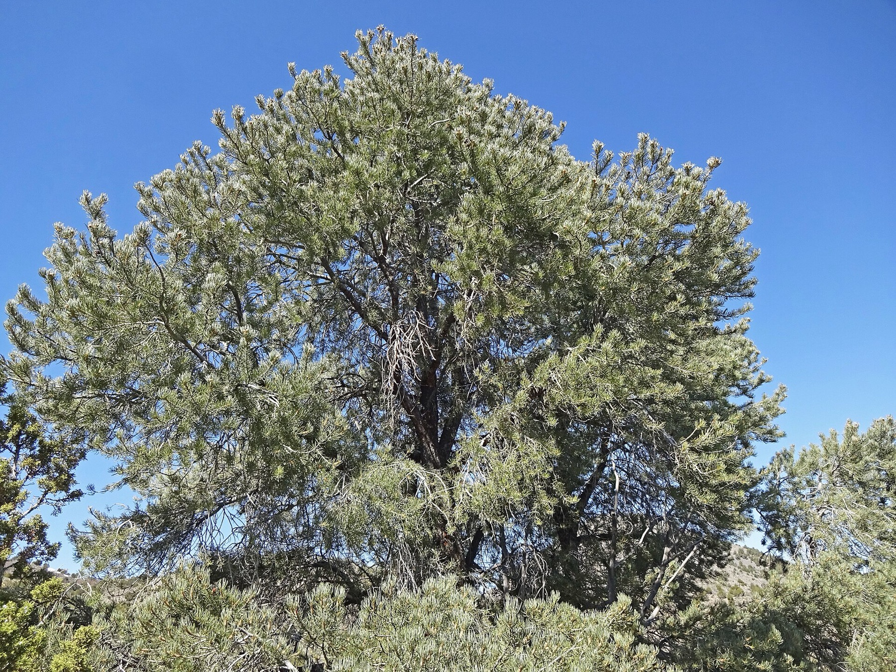 Single-leaf Pinyon — photo 15