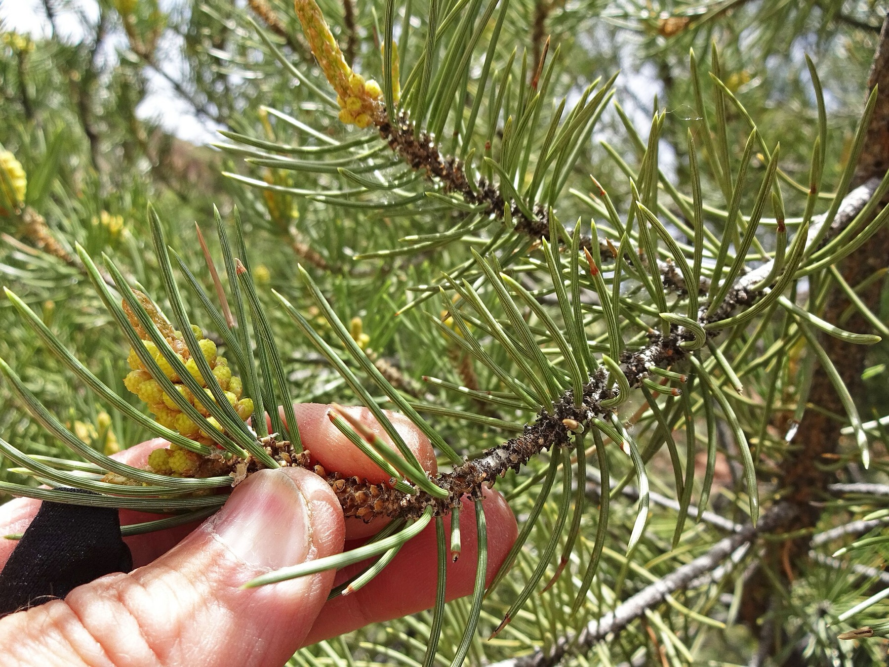 Single-leaf Pinyon — photo 16