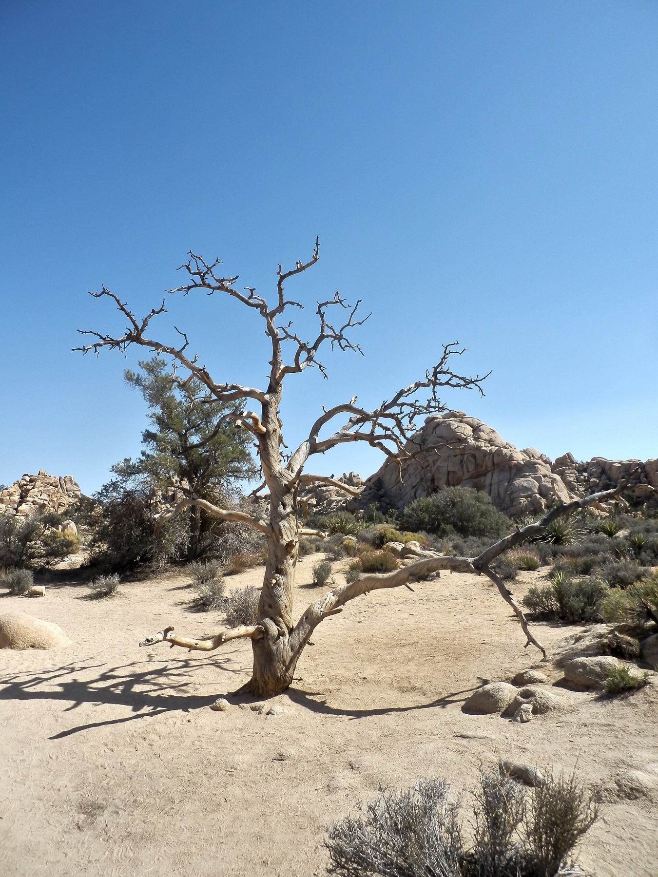 Single-leaf Pinyon — photo 17