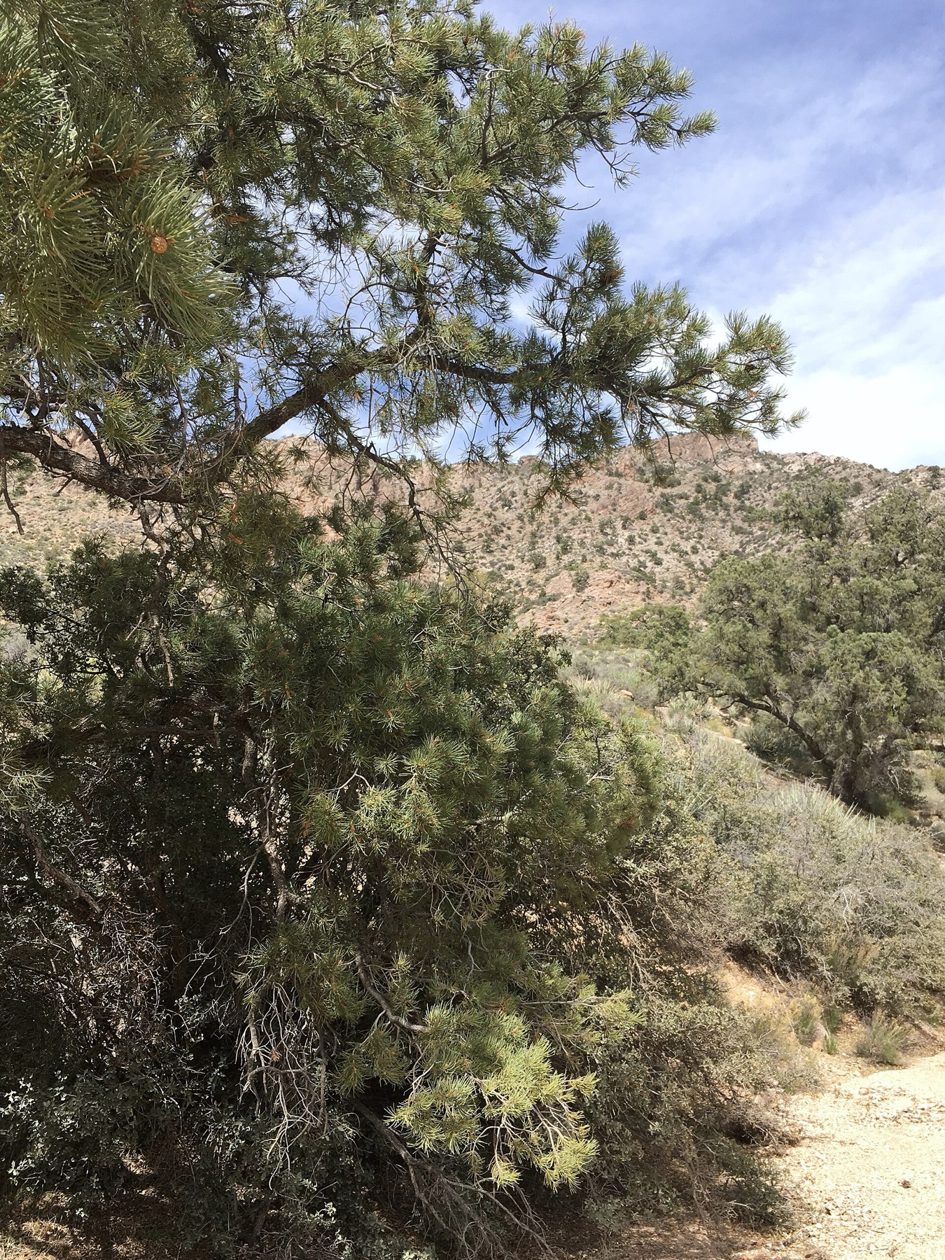 Single-leaf Pinyon — photo 18
