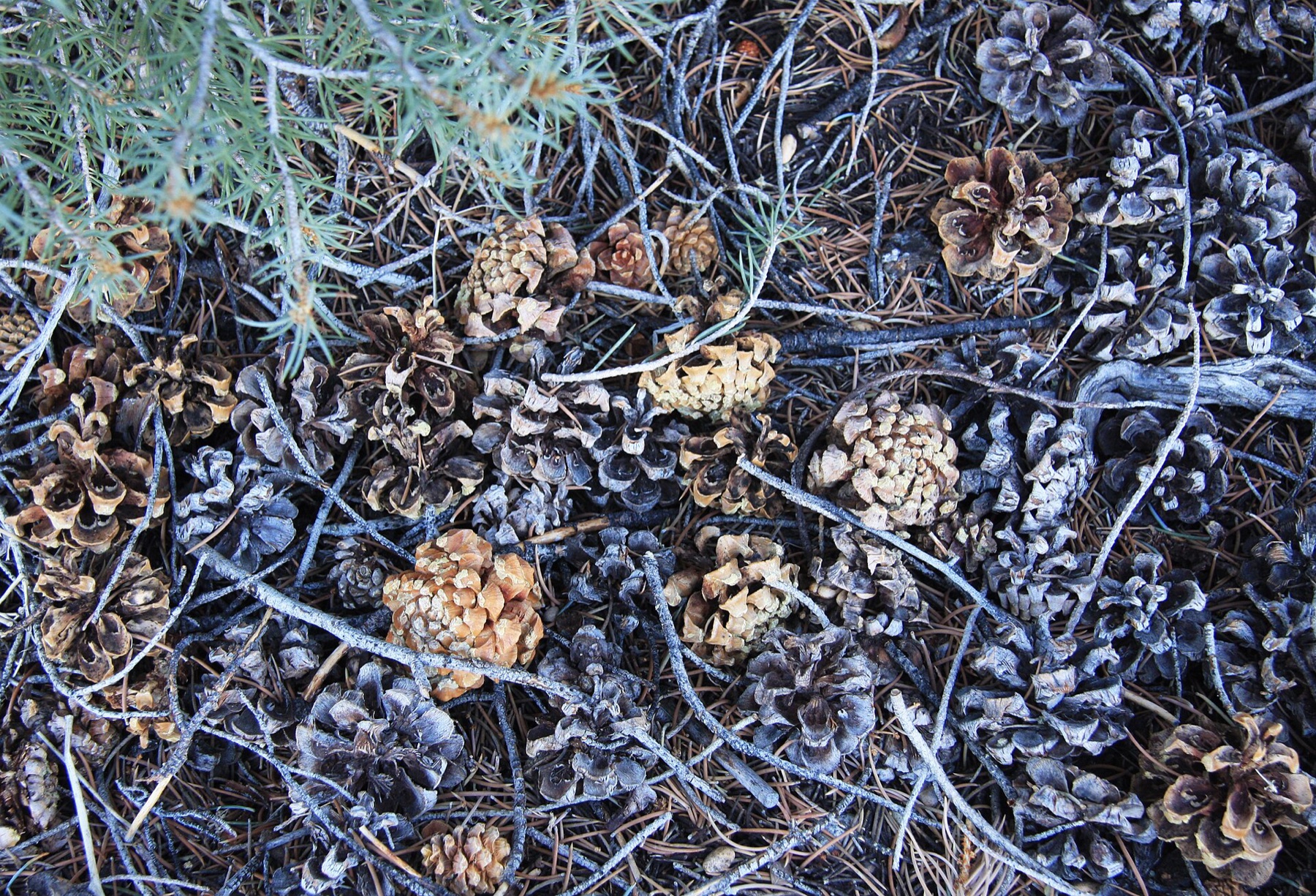 Single-leaf Pinyon — photo 19