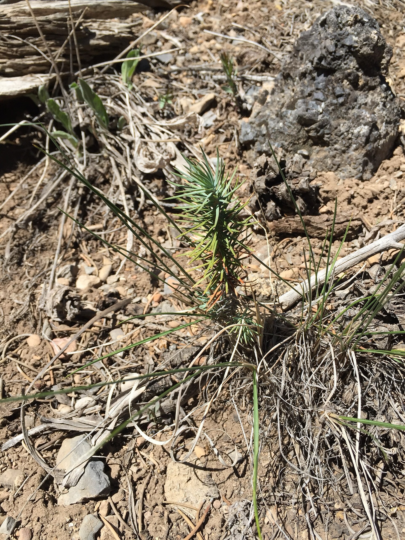 Single-leaf Pinyon — photo 20