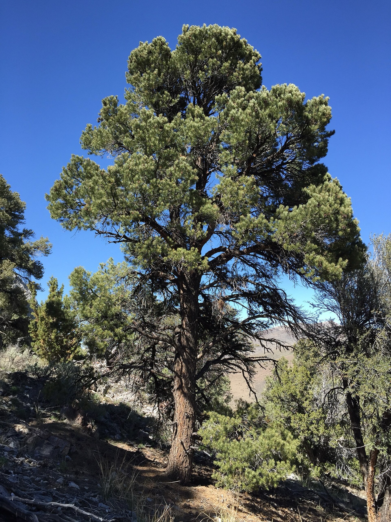Single-leaf Pinyon — photo 21