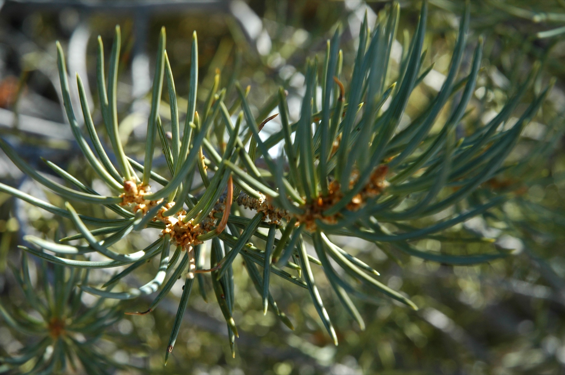 Single-leaf Pinyon — photo 22