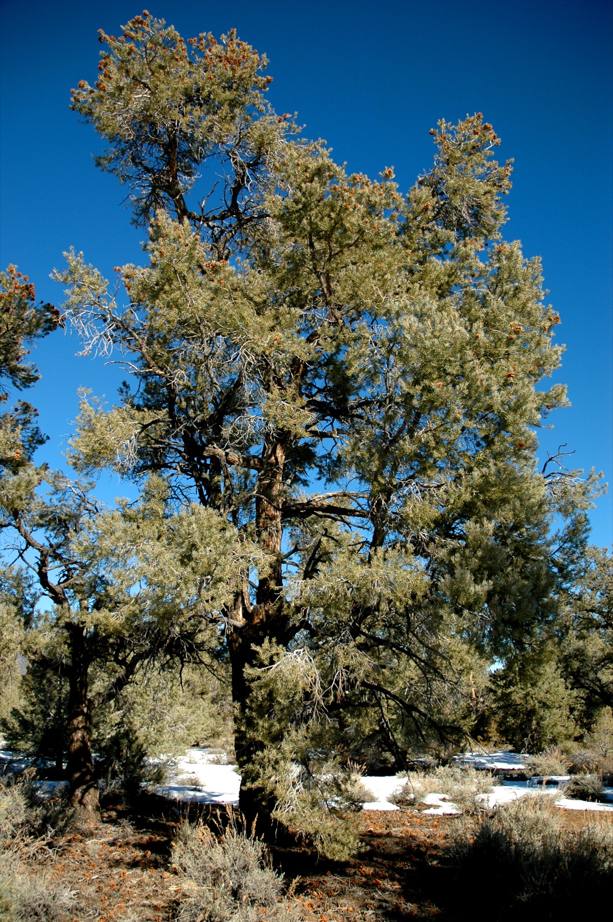 Single-leaf Pinyon — photo 23