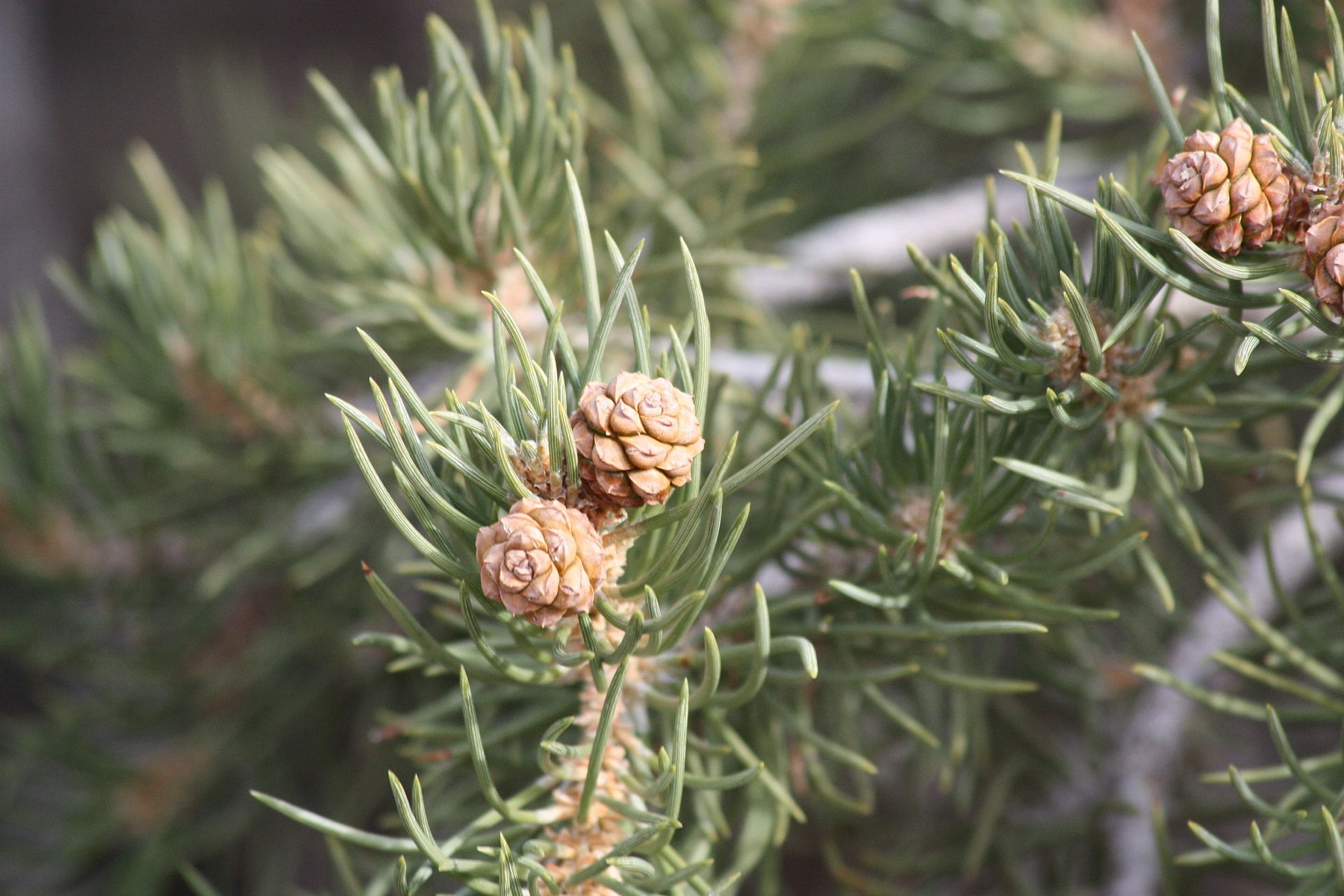 Single-leaf Pinyon