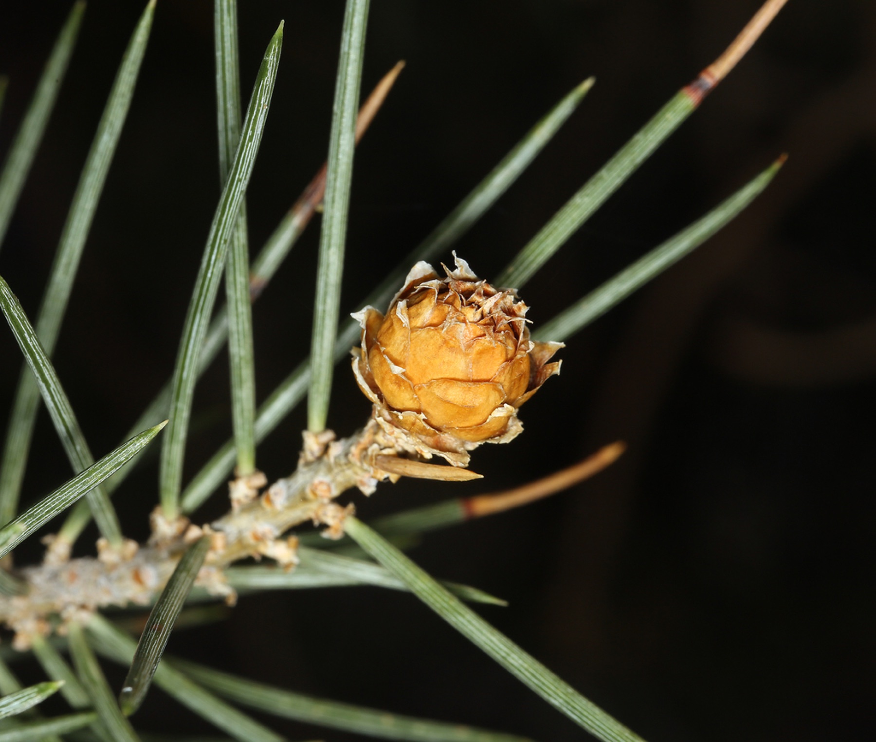 Single-leaf Pinyon — photo 2