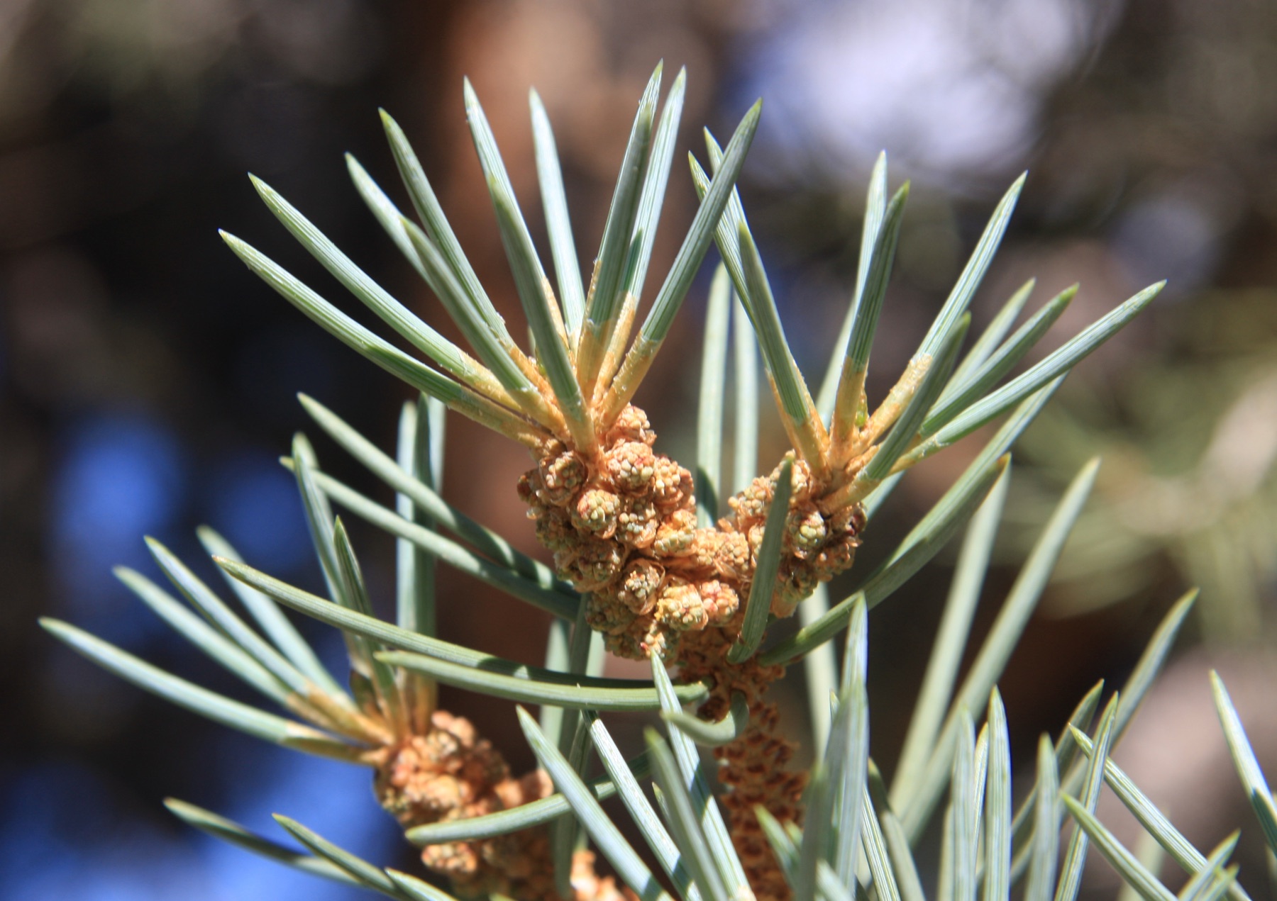 Single-leaf Pinyon — photo 3