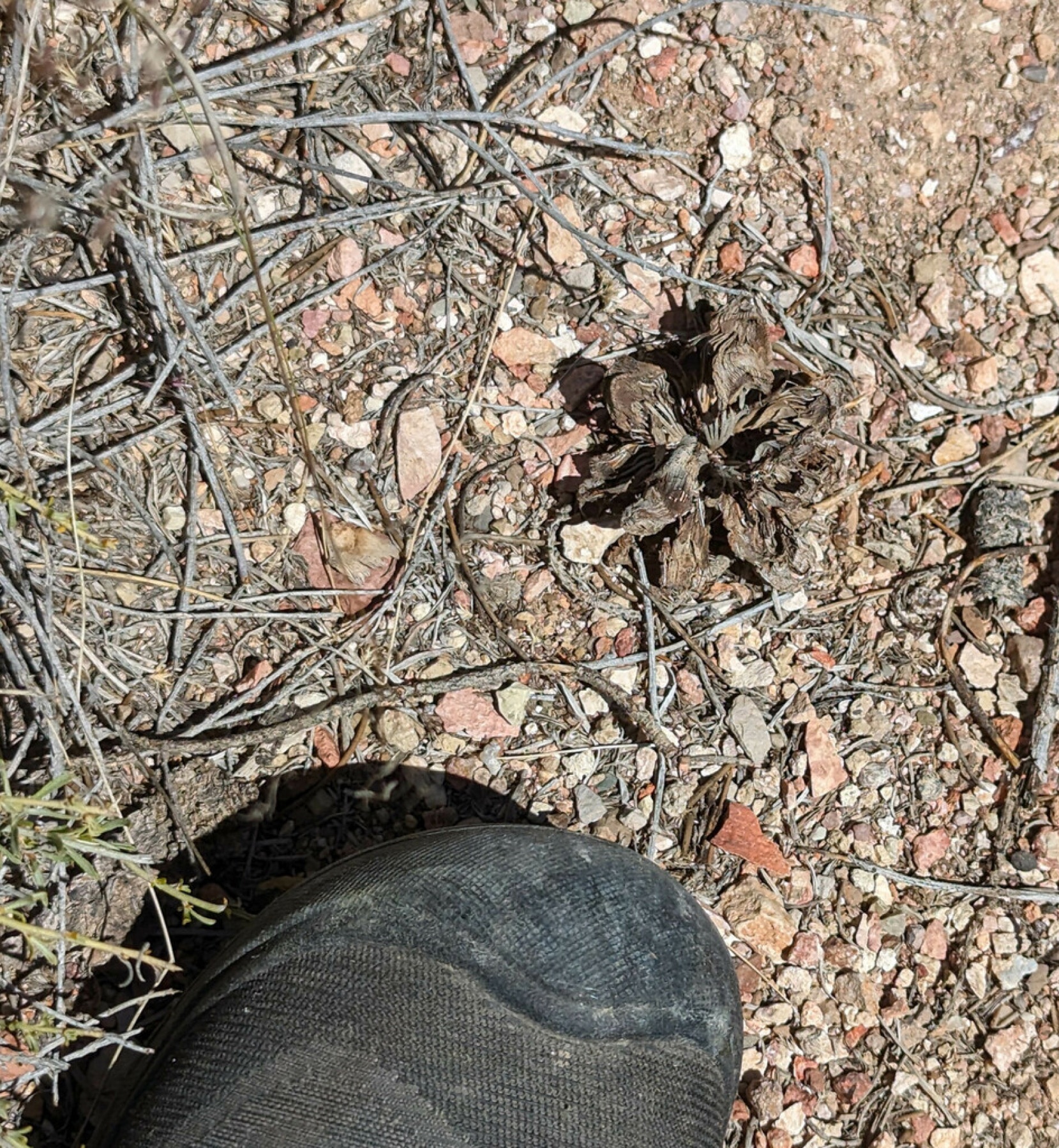 Single-leaf Pinyon — photo 4