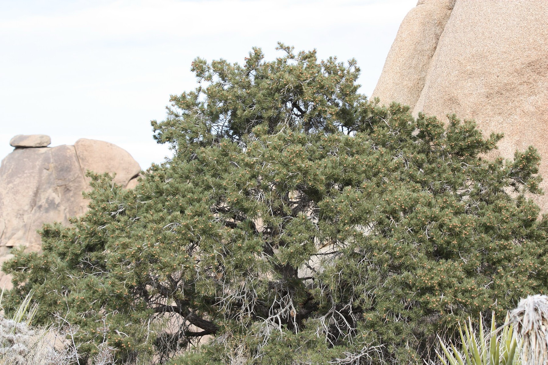 Single-leaf Pinyon — photo 5